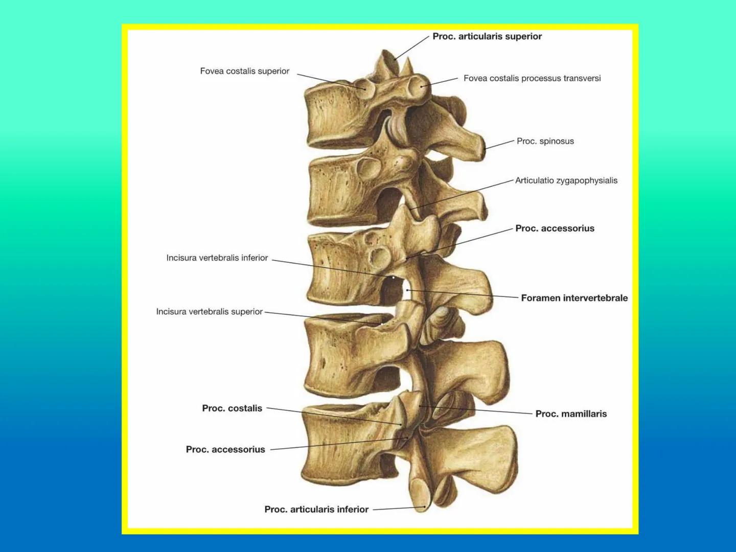 # OSTEOLOGíA DE LA
COLUMNA
VERTEBRAL
KLGO. HUGO LOPEZ PERIC. # Posture Analysis
This image shows a posture analysis with numbered points