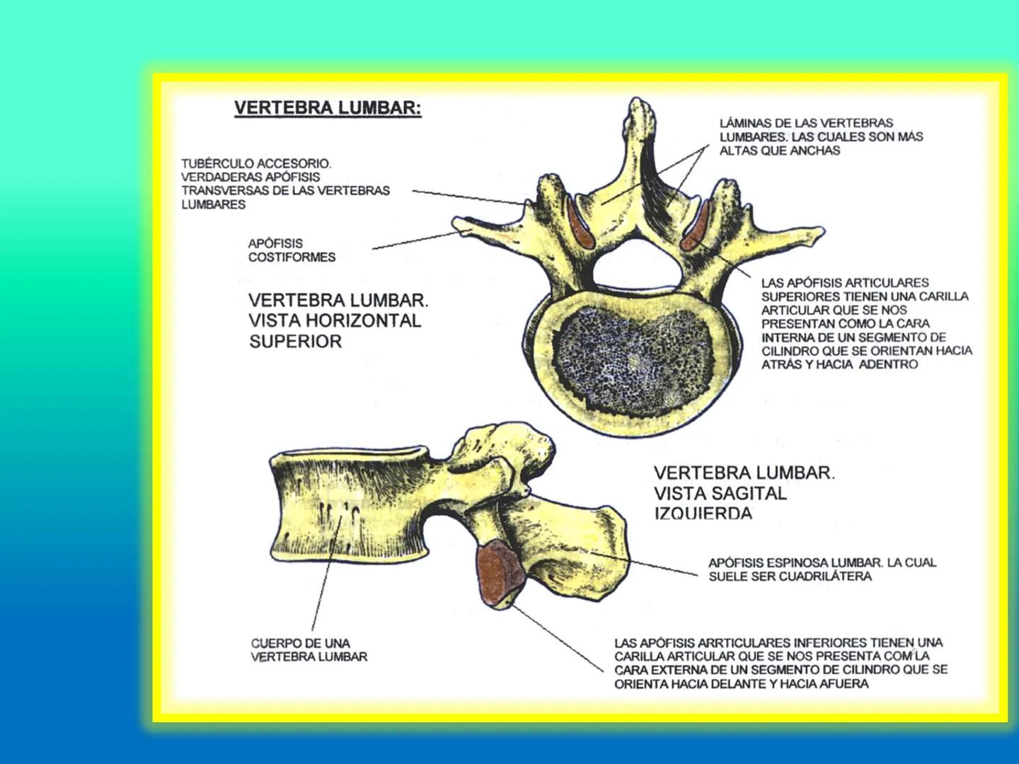 # OSTEOLOGíA DE LA
COLUMNA
VERTEBRAL
KLGO. HUGO LOPEZ PERIC. # Posture Analysis
This image shows a posture analysis with numbered points