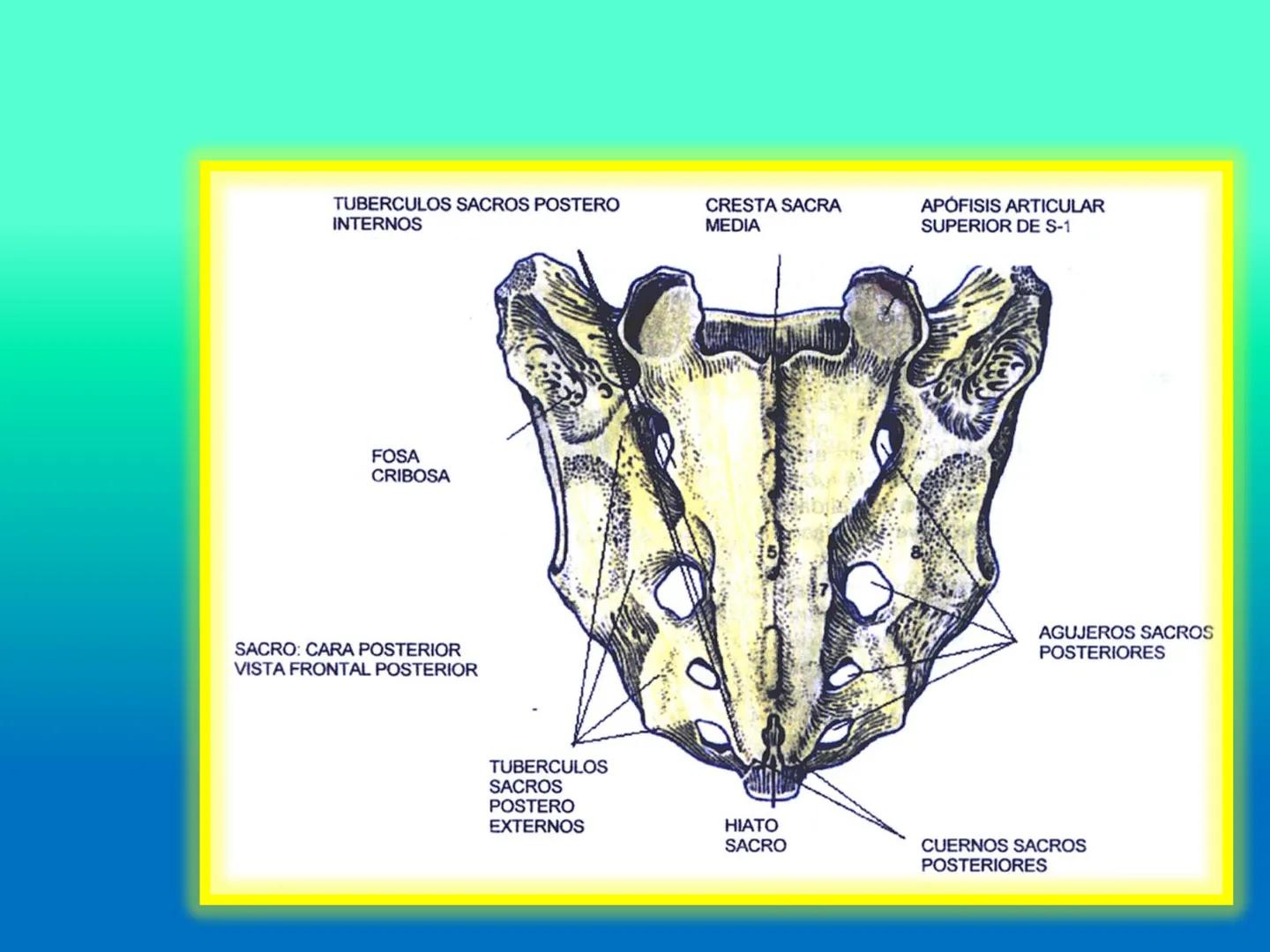 # OSTEOLOGíA DE LA
COLUMNA
VERTEBRAL
KLGO. HUGO LOPEZ PERIC. # Posture Analysis
This image shows a posture analysis with numbered points