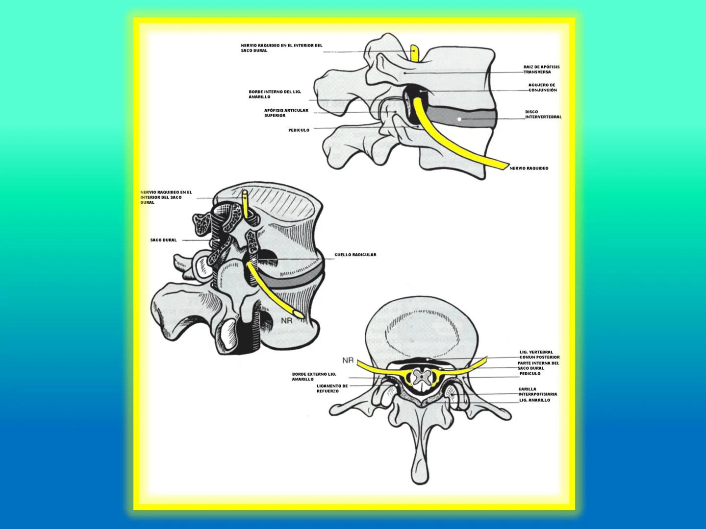 # OSTEOLOGíA DE LA
COLUMNA
VERTEBRAL
KLGO. HUGO LOPEZ PERIC. # Posture Analysis
This image shows a posture analysis with numbered points