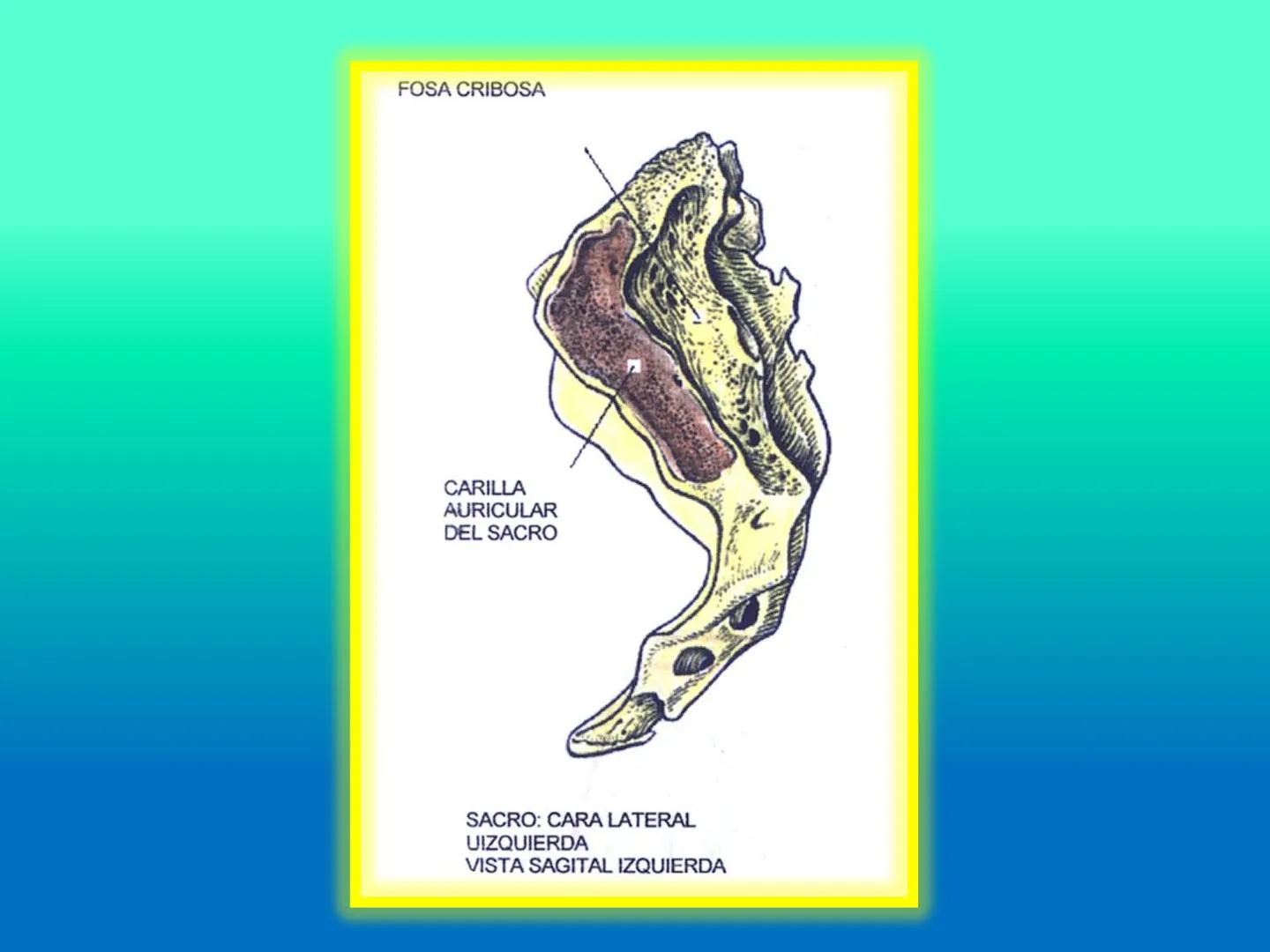 # OSTEOLOGíA DE LA
COLUMNA
VERTEBRAL
KLGO. HUGO LOPEZ PERIC. # Posture Analysis
This image shows a posture analysis with numbered points