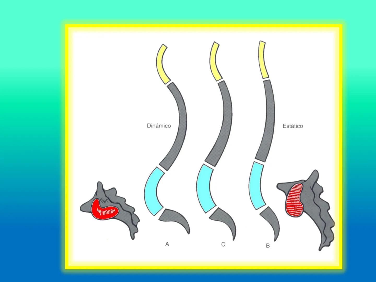 # OSTEOLOGíA DE LA
COLUMNA
VERTEBRAL
KLGO. HUGO LOPEZ PERIC. # Posture Analysis
This image shows a posture analysis with numbered points