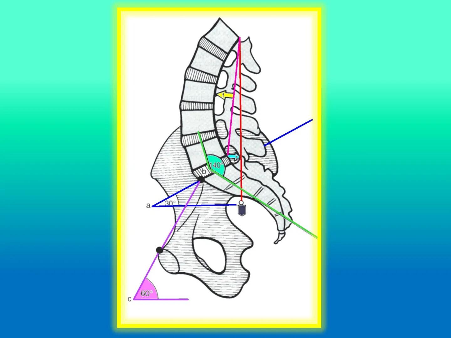# OSTEOLOGíA DE LA
COLUMNA
VERTEBRAL
KLGO. HUGO LOPEZ PERIC. # Posture Analysis
This image shows a posture analysis with numbered points