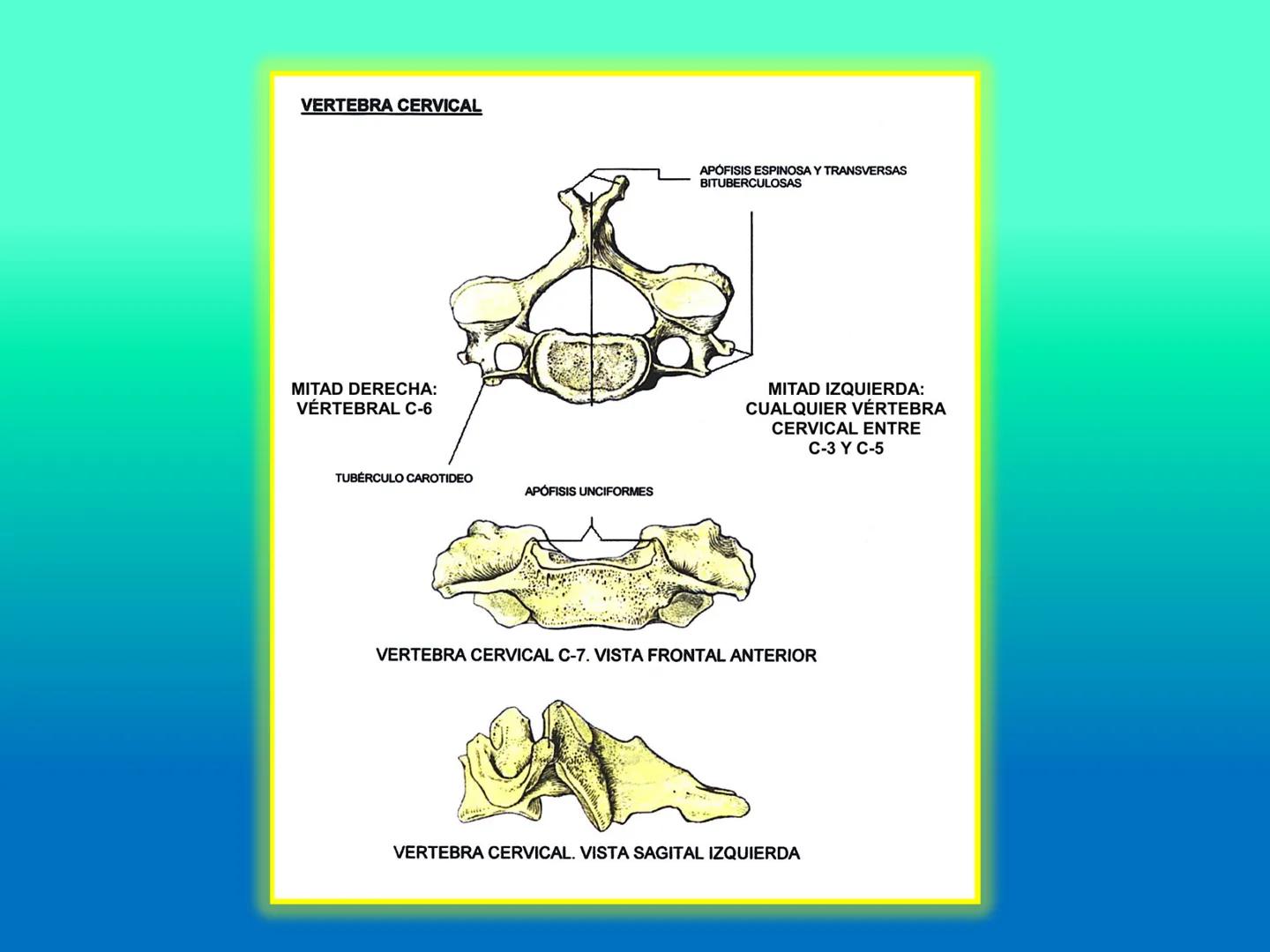 # OSTEOLOGíA DE LA
COLUMNA
VERTEBRAL
KLGO. HUGO LOPEZ PERIC. # Posture Analysis
This image shows a posture analysis with numbered points