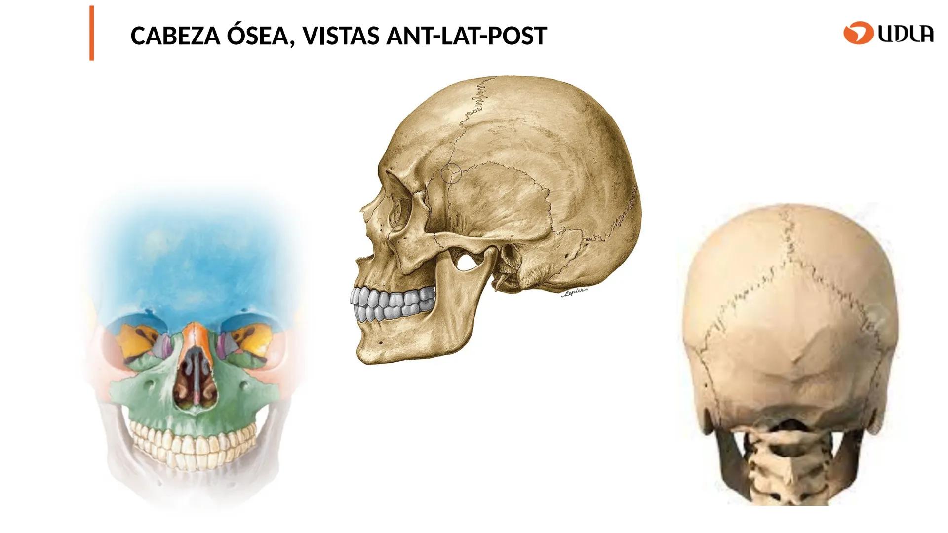 03
01
02
04
UDLA
UNIVERSIDAD DE LAS AMÉRICAS
Cabeza y columna
vertebral
Unidad 2 : Sistema Locomotor.
Asignatura : MYF 101 - Morfología y fu