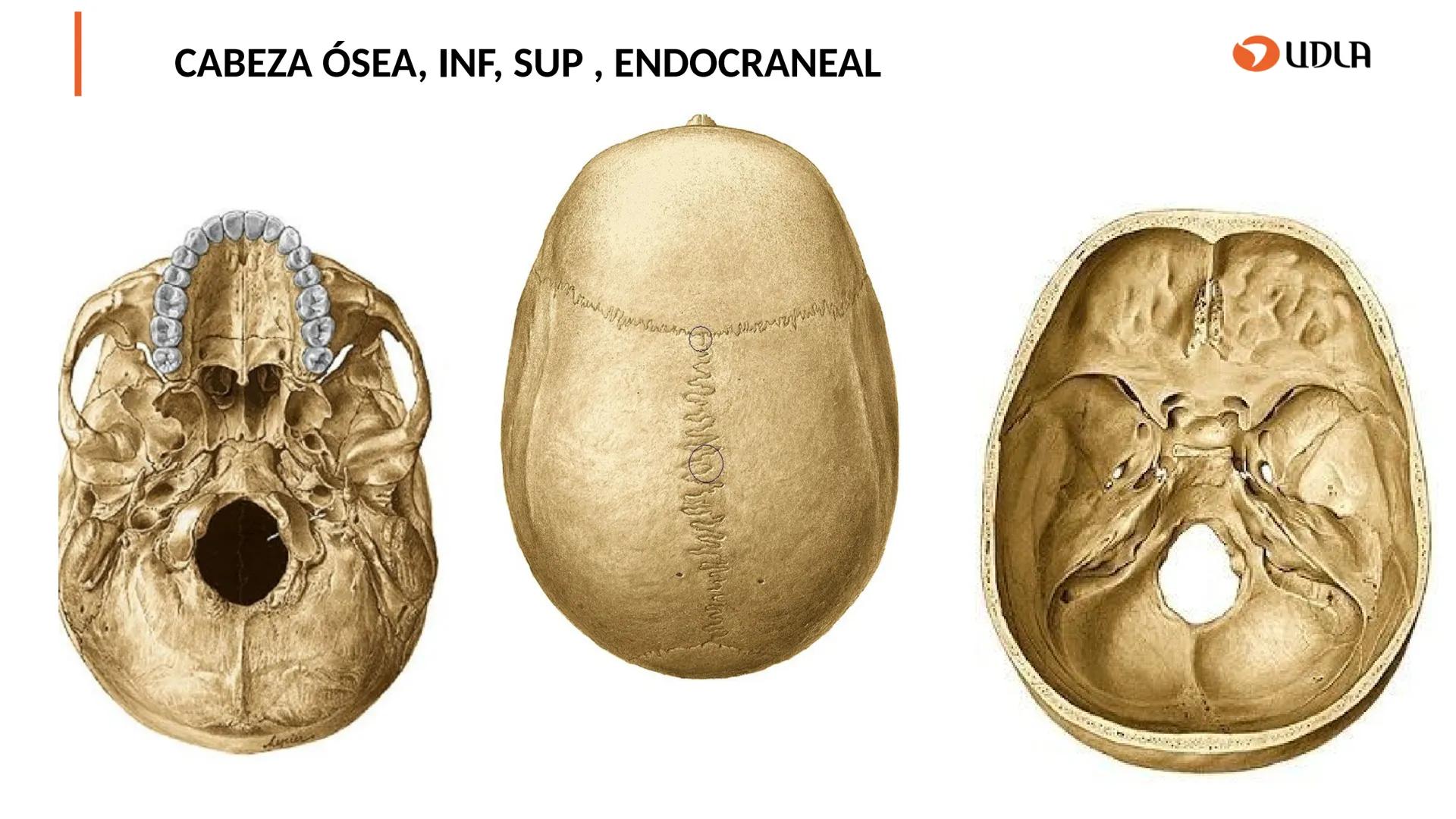 03
01
02
04
UDLA
UNIVERSIDAD DE LAS AMÉRICAS
Cabeza y columna
vertebral
Unidad 2 : Sistema Locomotor.
Asignatura : MYF 101 - Morfología y fu