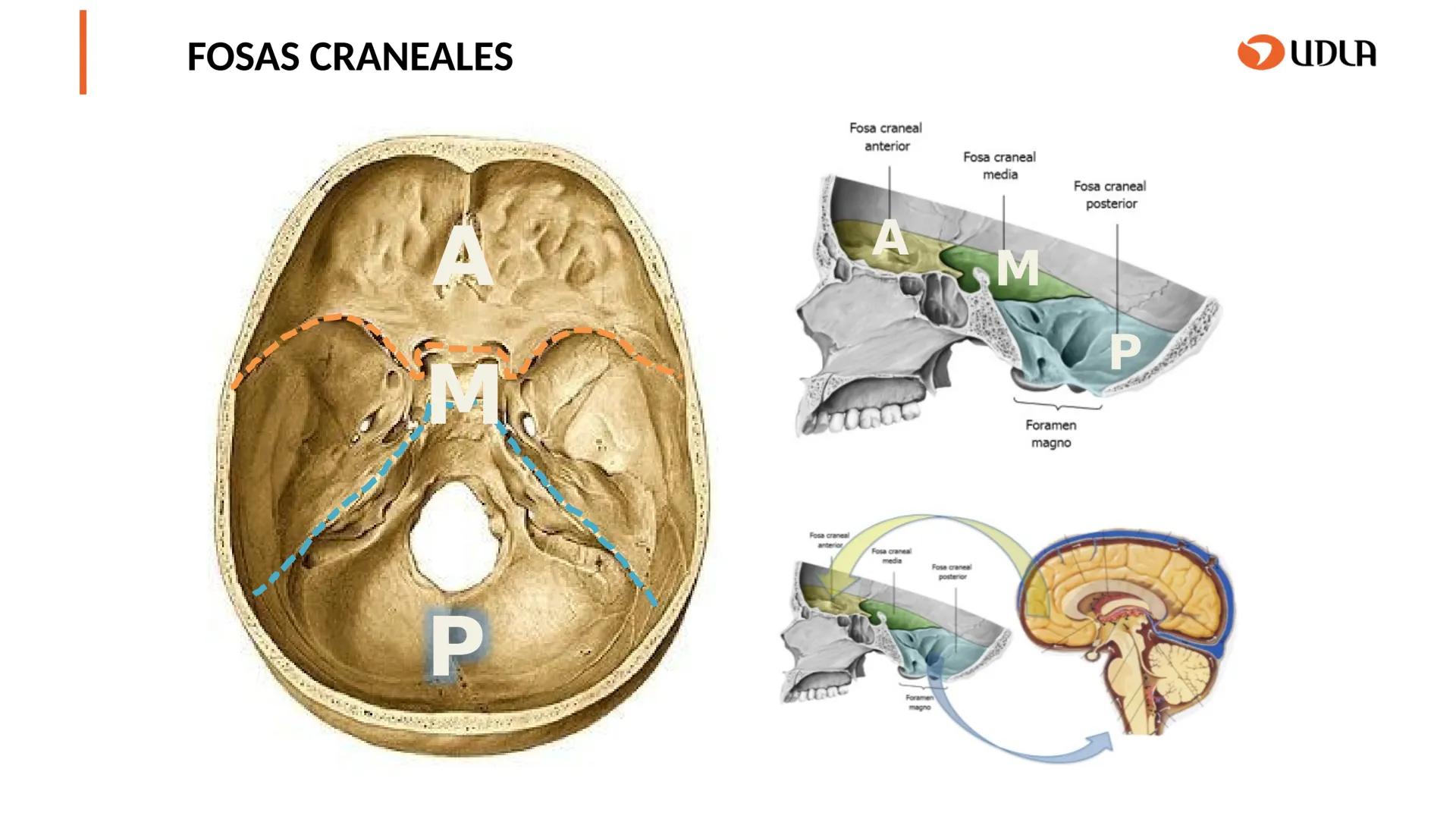 03
01
02
04
UDLA
UNIVERSIDAD DE LAS AMÉRICAS
Cabeza y columna
vertebral
Unidad 2 : Sistema Locomotor.
Asignatura : MYF 101 - Morfología y fu
