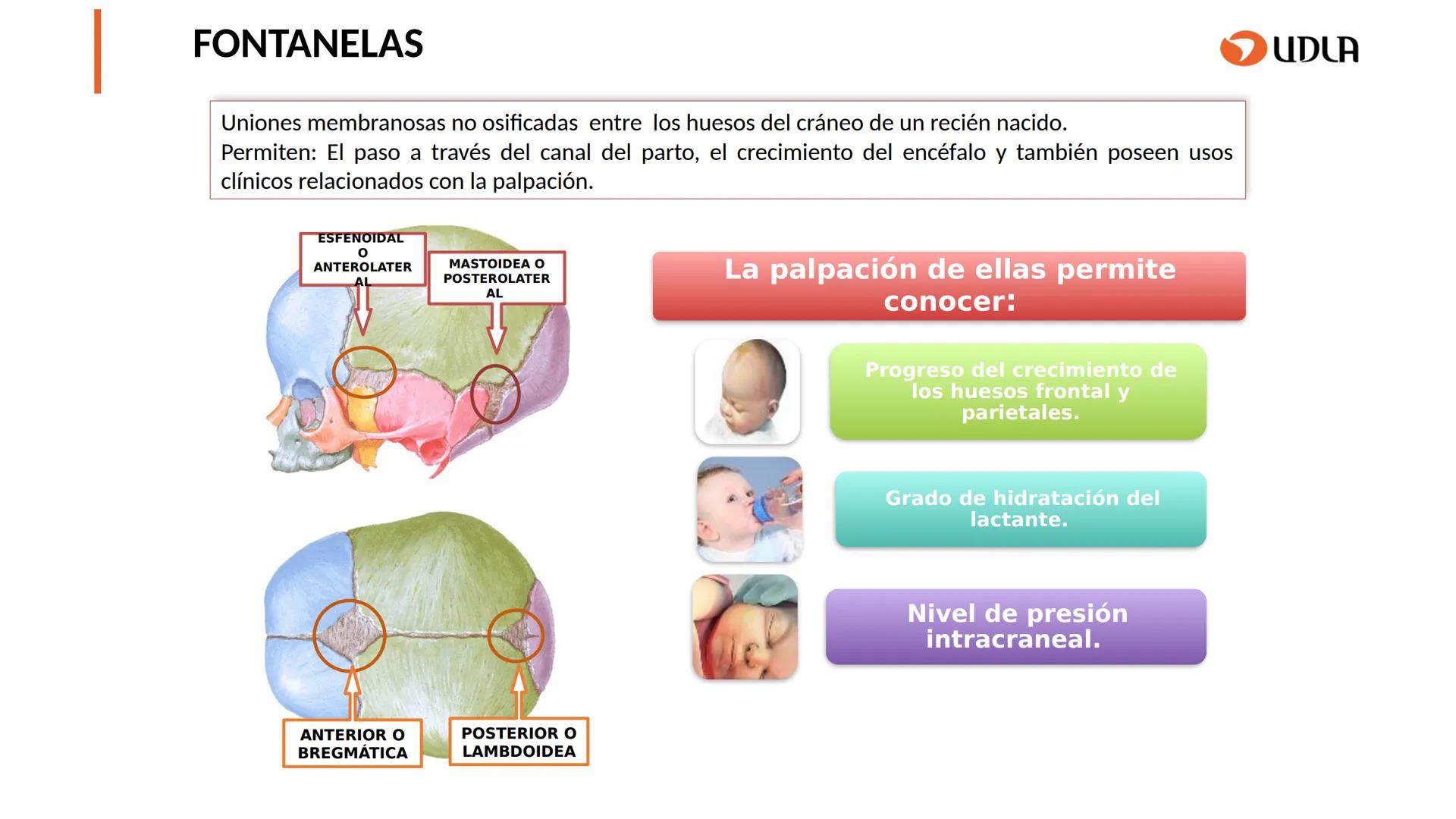 03
01
02
04
UDLA
UNIVERSIDAD DE LAS AMÉRICAS
Cabeza y columna
vertebral
Unidad 2 : Sistema Locomotor.
Asignatura : MYF 101 - Morfología y fu