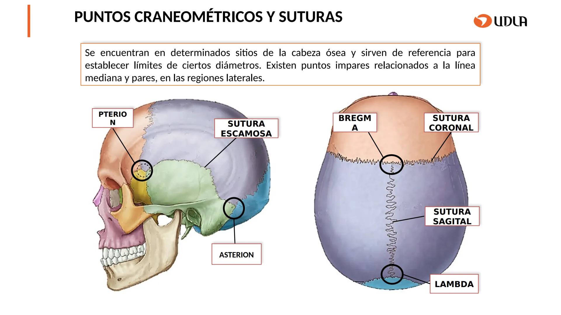 03
01
02
04
UDLA
UNIVERSIDAD DE LAS AMÉRICAS
Cabeza y columna
vertebral
Unidad 2 : Sistema Locomotor.
Asignatura : MYF 101 - Morfología y fu