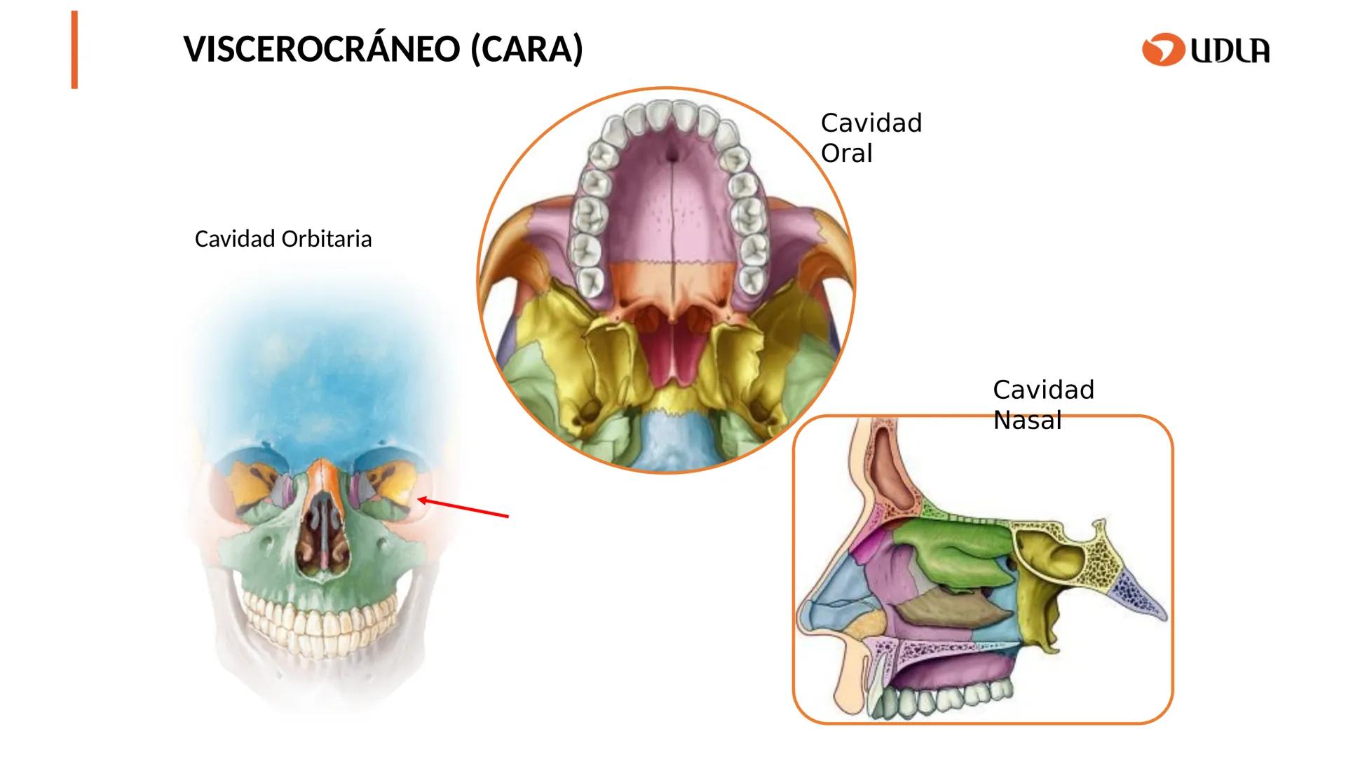 03
01
02
04
UDLA
UNIVERSIDAD DE LAS AMÉRICAS
Cabeza y columna
vertebral
Unidad 2 : Sistema Locomotor.
Asignatura : MYF 101 - Morfología y fu