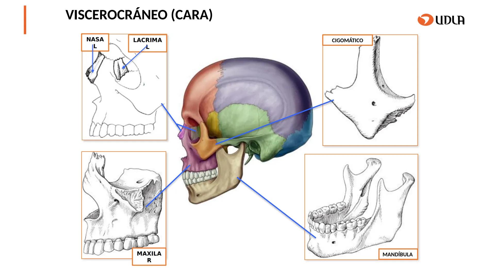 03
01
02
04
UDLA
UNIVERSIDAD DE LAS AMÉRICAS
Cabeza y columna
vertebral
Unidad 2 : Sistema Locomotor.
Asignatura : MYF 101 - Morfología y fu