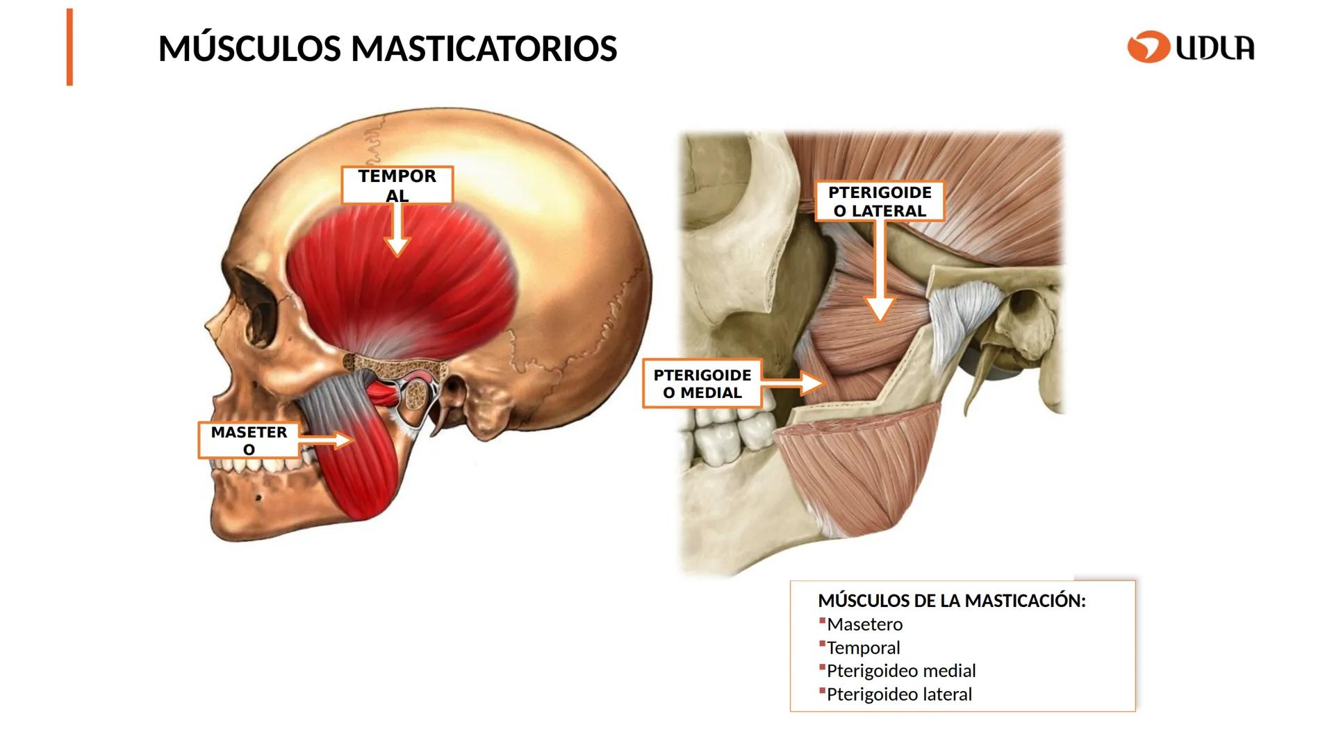 03
01
02
04
UDLA
UNIVERSIDAD DE LAS AMÉRICAS
Cabeza y columna
vertebral
Unidad 2 : Sistema Locomotor.
Asignatura : MYF 101 - Morfología y fu