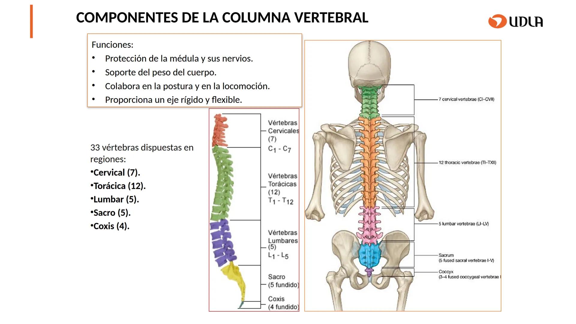 03
01
02
04
UDLA
UNIVERSIDAD DE LAS AMÉRICAS
Cabeza y columna
vertebral
Unidad 2 : Sistema Locomotor.
Asignatura : MYF 101 - Morfología y fu