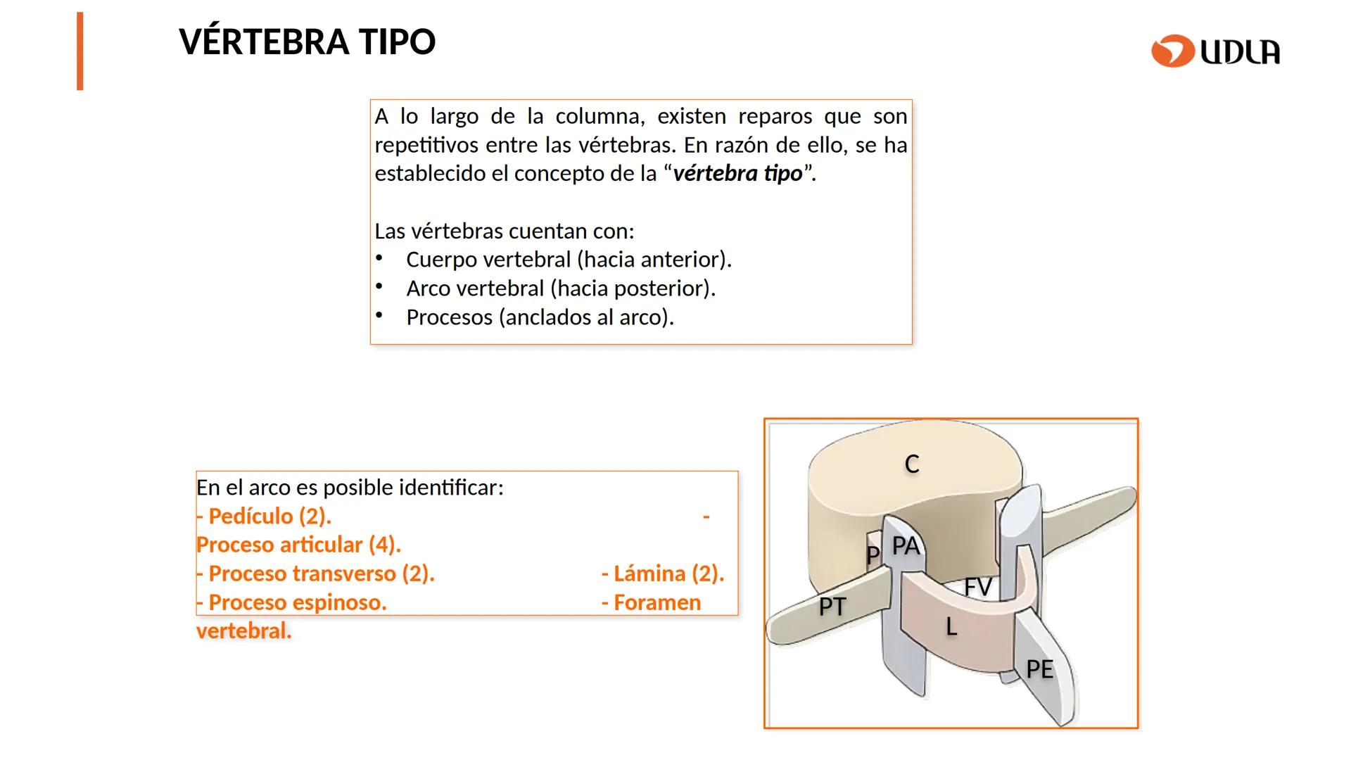 03
01
02
04
UDLA
UNIVERSIDAD DE LAS AMÉRICAS
Cabeza y columna
vertebral
Unidad 2 : Sistema Locomotor.
Asignatura : MYF 101 - Morfología y fu