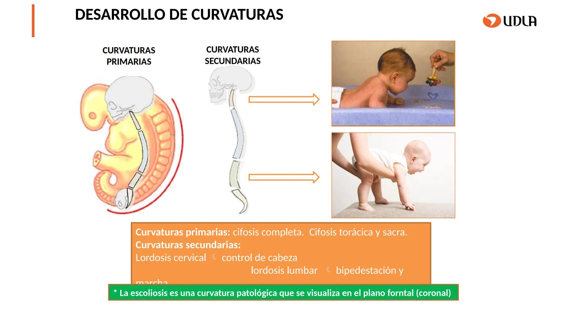 03
01
02
04
UDLA
UNIVERSIDAD DE LAS AMÉRICAS
Cabeza y columna
vertebral
Unidad 2 : Sistema Locomotor.
Asignatura : MYF 101 - Morfología y fu