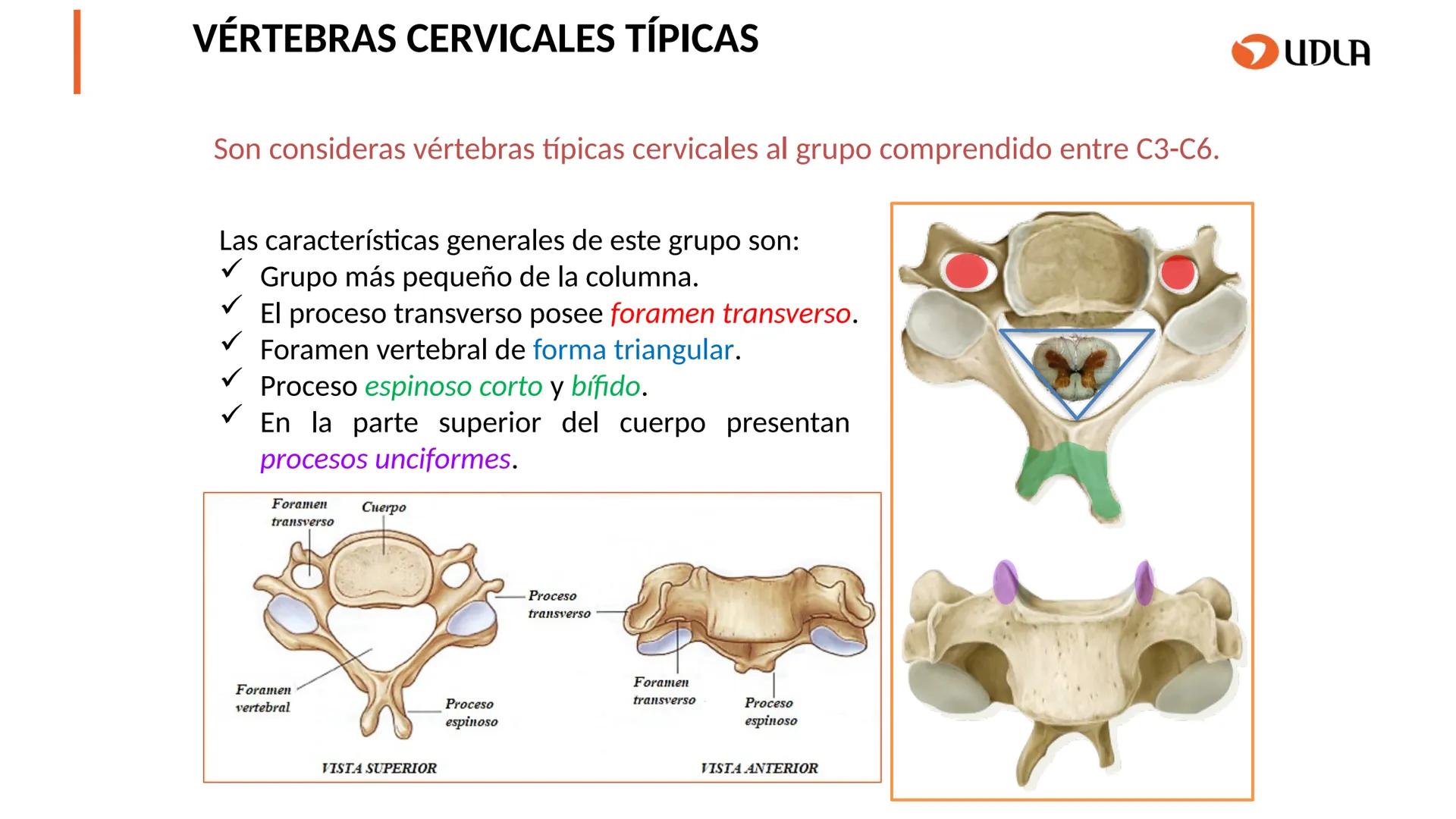 03
01
02
04
UDLA
UNIVERSIDAD DE LAS AMÉRICAS
Cabeza y columna
vertebral
Unidad 2 : Sistema Locomotor.
Asignatura : MYF 101 - Morfología y fu