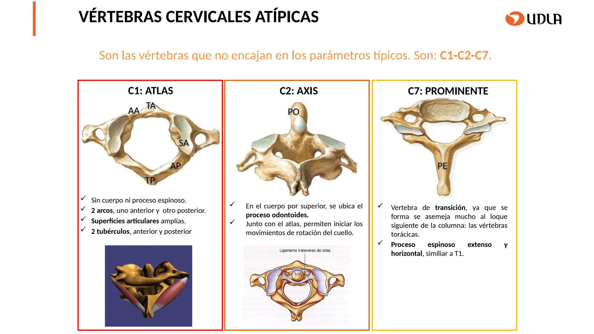 03
01
02
04
UDLA
UNIVERSIDAD DE LAS AMÉRICAS
Cabeza y columna
vertebral
Unidad 2 : Sistema Locomotor.
Asignatura : MYF 101 - Morfología y fu