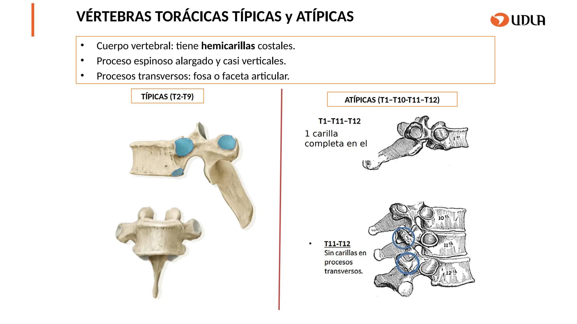 03
01
02
04
UDLA
UNIVERSIDAD DE LAS AMÉRICAS
Cabeza y columna
vertebral
Unidad 2 : Sistema Locomotor.
Asignatura : MYF 101 - Morfología y fu
