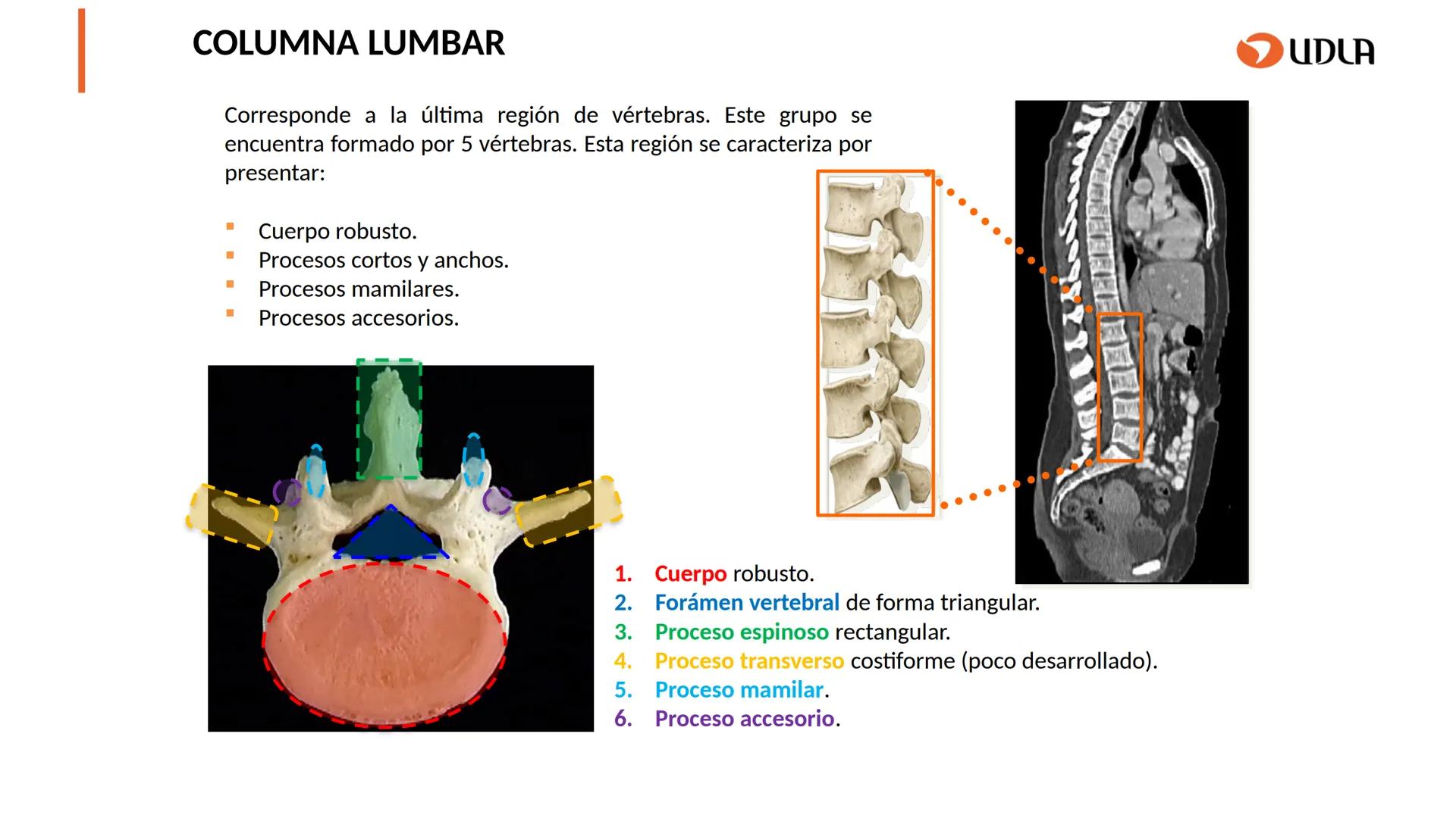 03
01
02
04
UDLA
UNIVERSIDAD DE LAS AMÉRICAS
Cabeza y columna
vertebral
Unidad 2 : Sistema Locomotor.
Asignatura : MYF 101 - Morfología y fu