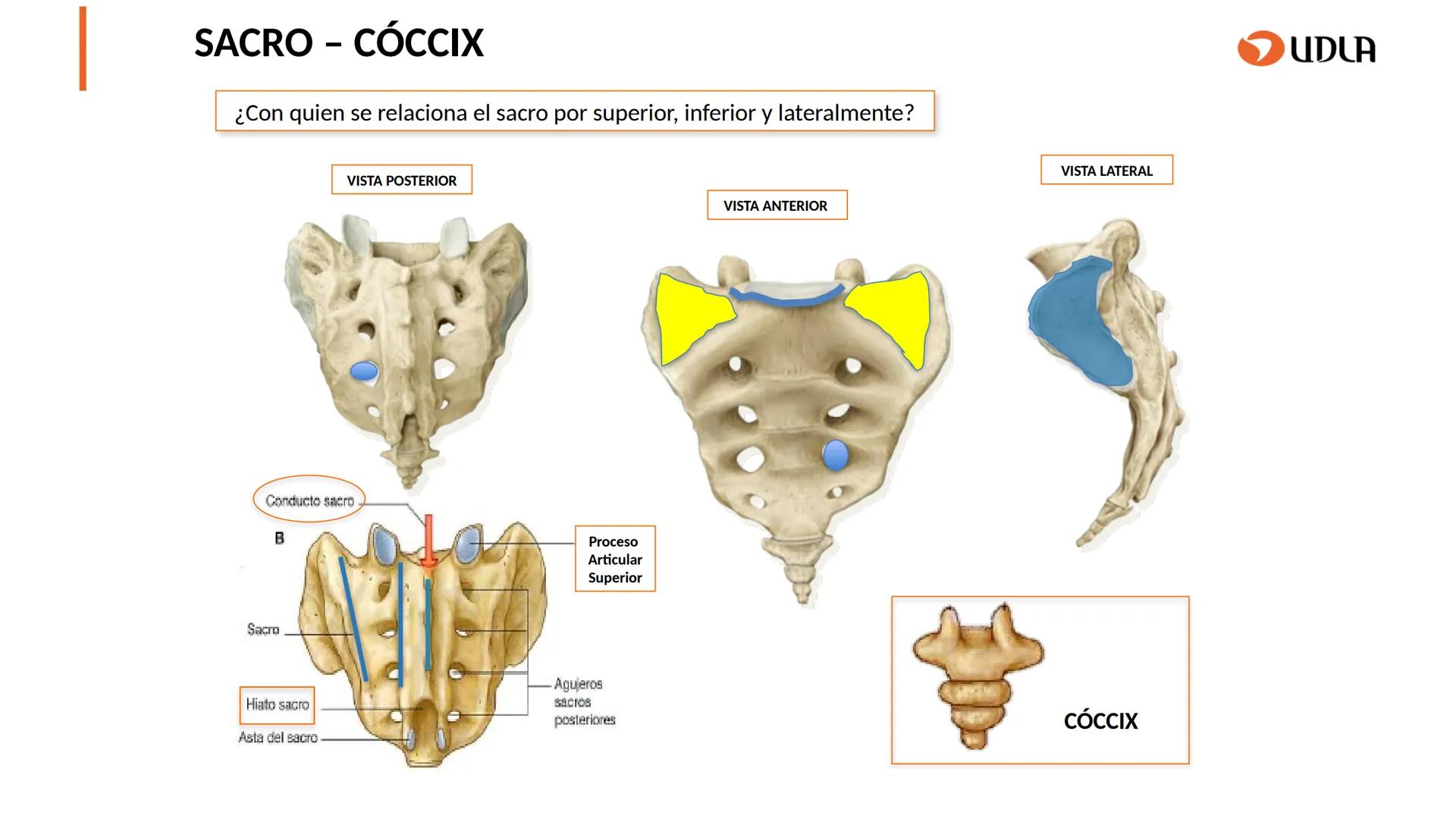 03
01
02
04
UDLA
UNIVERSIDAD DE LAS AMÉRICAS
Cabeza y columna
vertebral
Unidad 2 : Sistema Locomotor.
Asignatura : MYF 101 - Morfología y fu