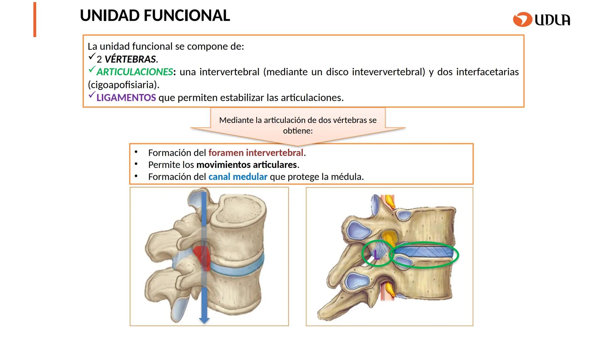 03
01
02
04
UDLA
UNIVERSIDAD DE LAS AMÉRICAS
Cabeza y columna
vertebral
Unidad 2 : Sistema Locomotor.
Asignatura : MYF 101 - Morfología y fu