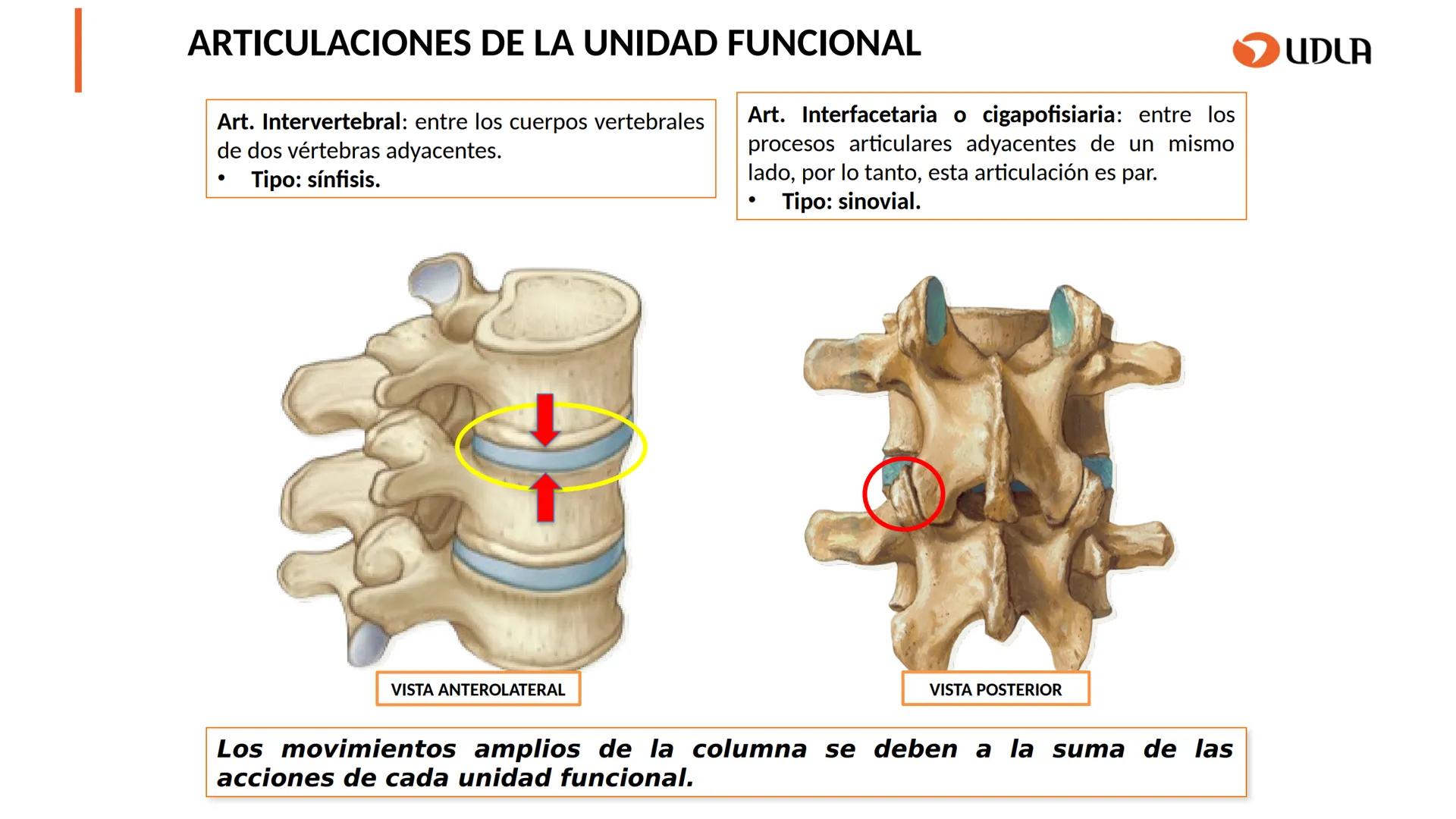 03
01
02
04
UDLA
UNIVERSIDAD DE LAS AMÉRICAS
Cabeza y columna
vertebral
Unidad 2 : Sistema Locomotor.
Asignatura : MYF 101 - Morfología y fu