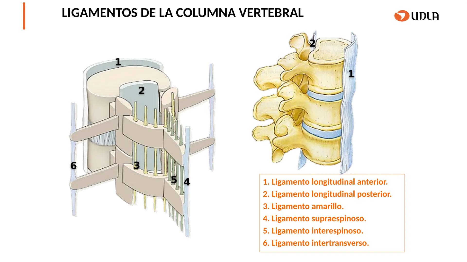 03
01
02
04
UDLA
UNIVERSIDAD DE LAS AMÉRICAS
Cabeza y columna
vertebral
Unidad 2 : Sistema Locomotor.
Asignatura : MYF 101 - Morfología y fu