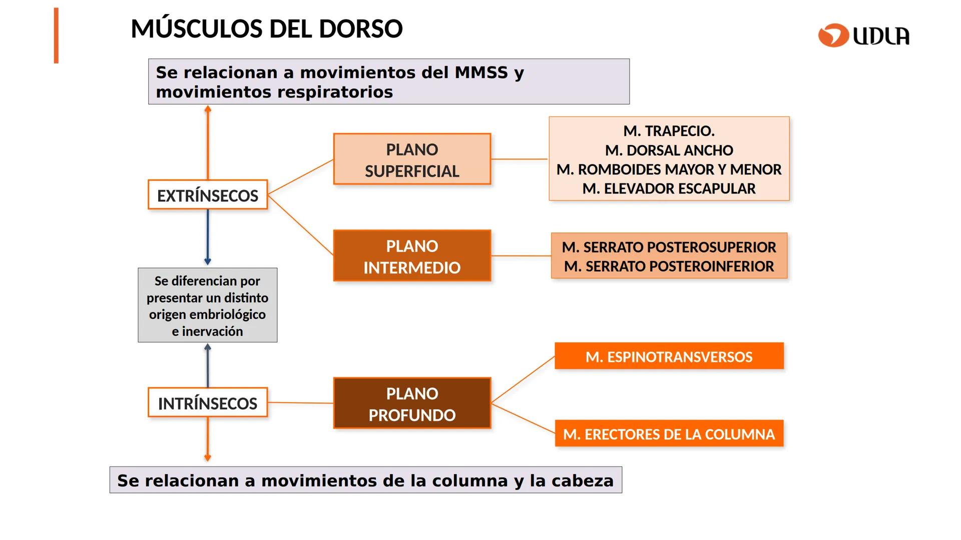 03
01
02
04
UDLA
UNIVERSIDAD DE LAS AMÉRICAS
Cabeza y columna
vertebral
Unidad 2 : Sistema Locomotor.
Asignatura : MYF 101 - Morfología y fu