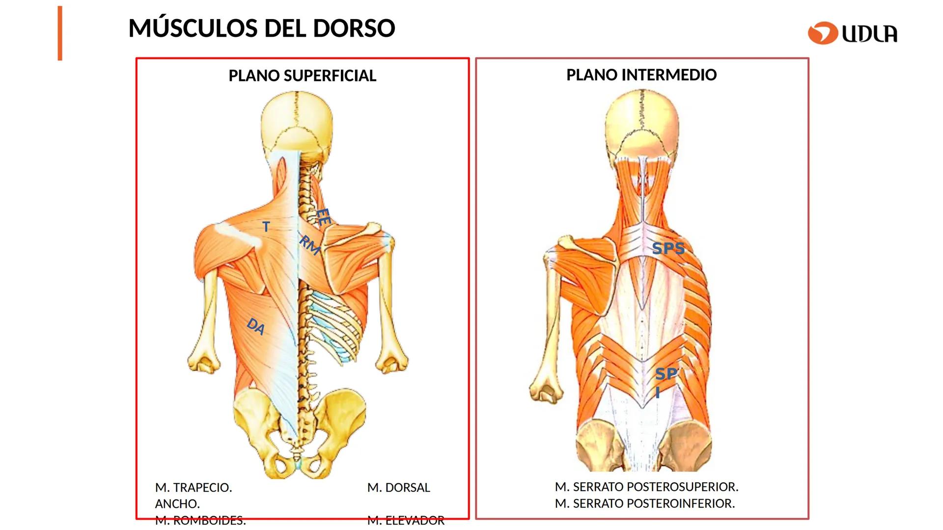 03
01
02
04
UDLA
UNIVERSIDAD DE LAS AMÉRICAS
Cabeza y columna
vertebral
Unidad 2 : Sistema Locomotor.
Asignatura : MYF 101 - Morfología y fu
