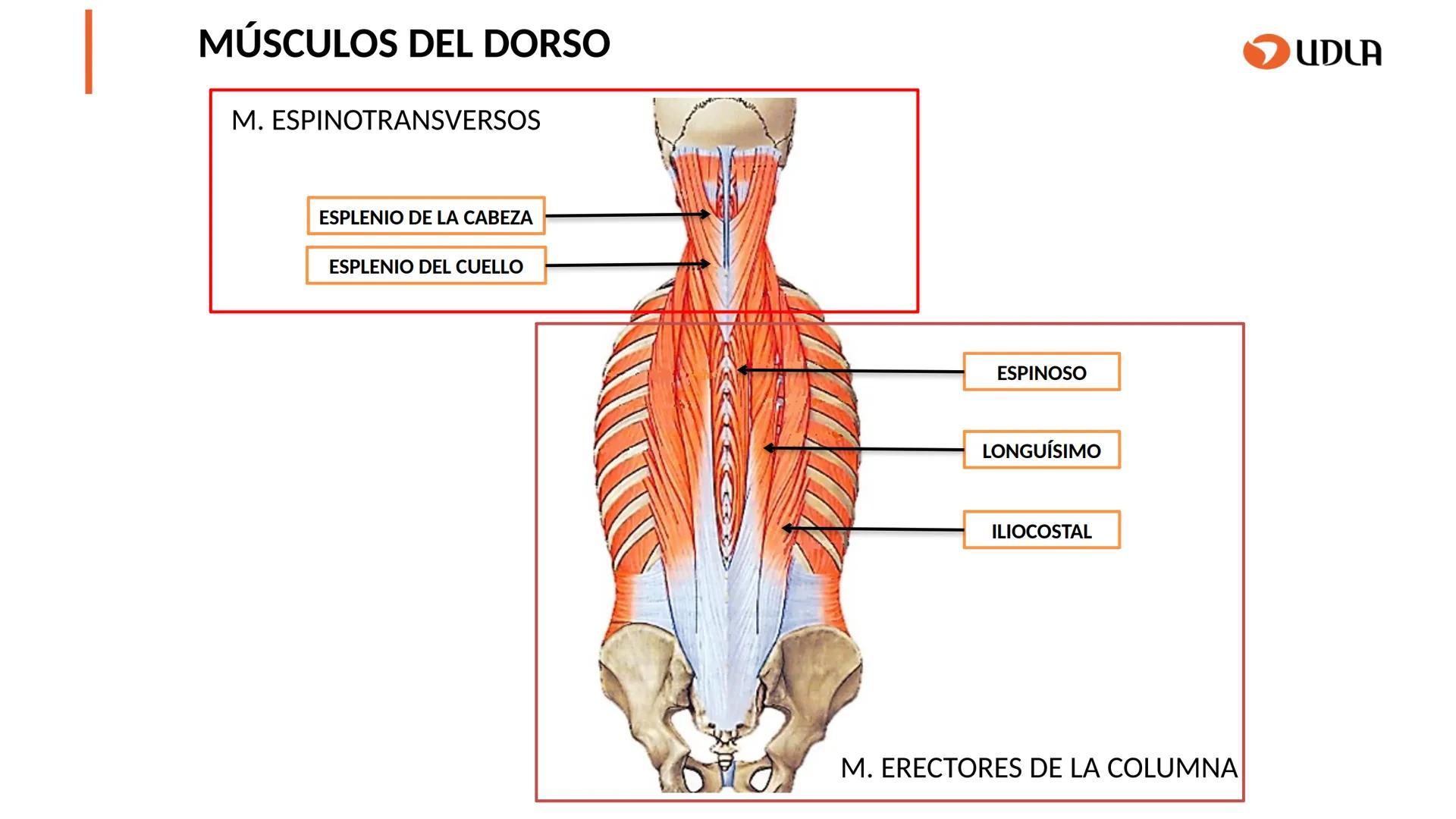 03
01
02
04
UDLA
UNIVERSIDAD DE LAS AMÉRICAS
Cabeza y columna
vertebral
Unidad 2 : Sistema Locomotor.
Asignatura : MYF 101 - Morfología y fu