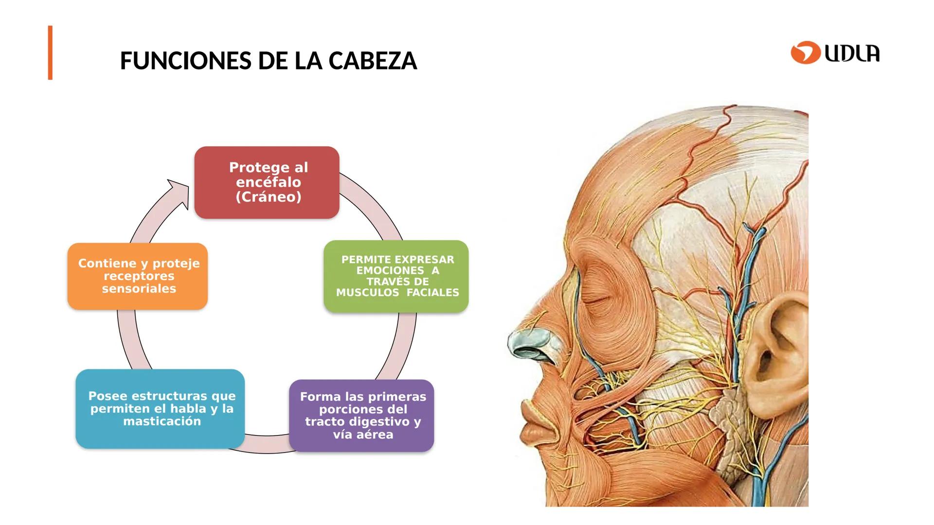 03
01
02
04
UDLA
UNIVERSIDAD DE LAS AMÉRICAS
Cabeza y columna
vertebral
Unidad 2 : Sistema Locomotor.
Asignatura : MYF 101 - Morfología y fu