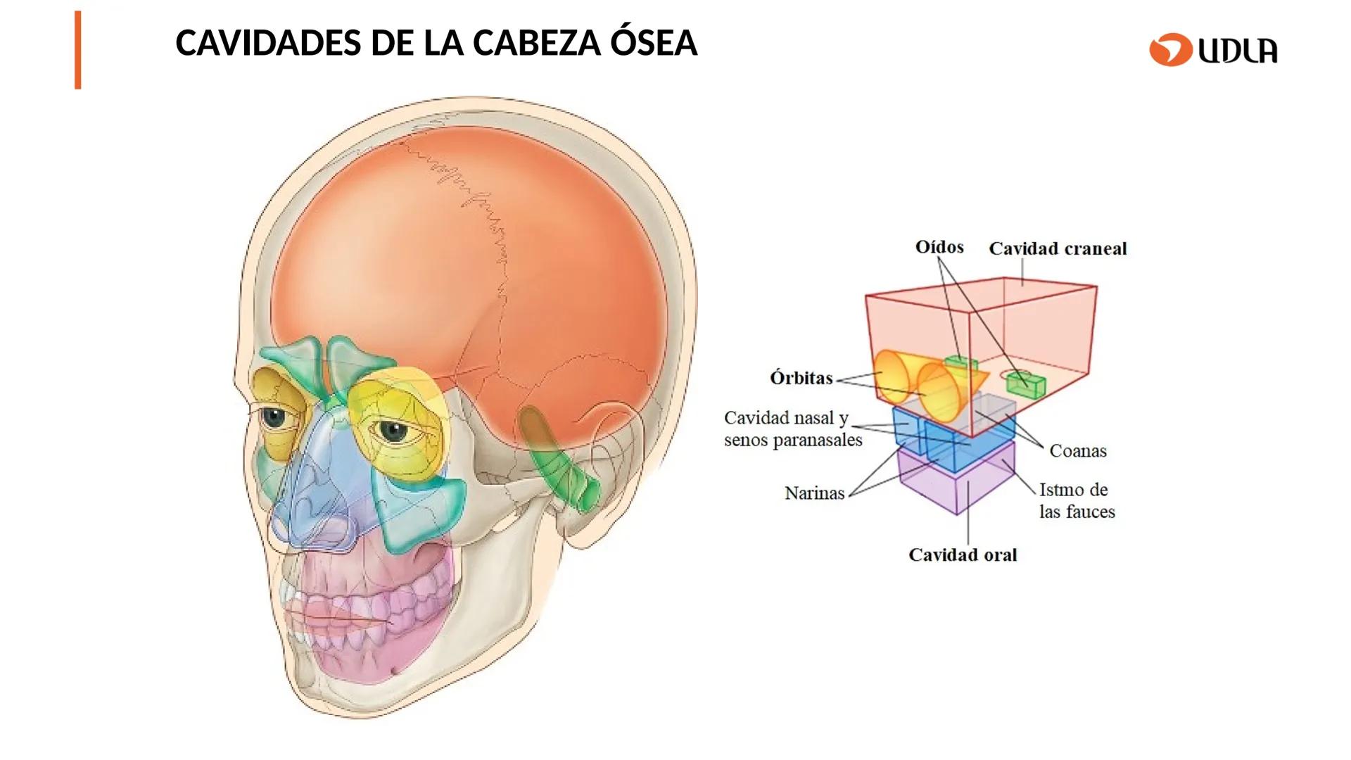 03
01
02
04
UDLA
UNIVERSIDAD DE LAS AMÉRICAS
Cabeza y columna
vertebral
Unidad 2 : Sistema Locomotor.
Asignatura : MYF 101 - Morfología y fu