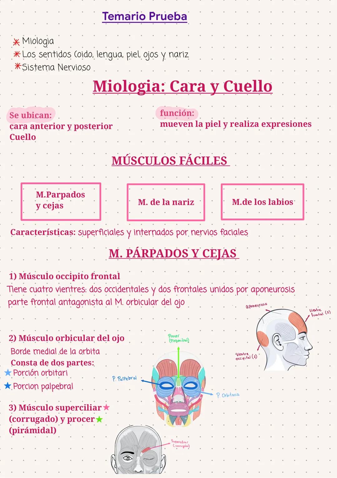 Músculos de cara y cuello general