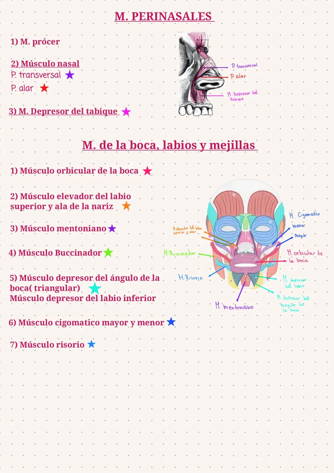 Temario Prueba
* Miologia
*Los sentidos (oido, lengua, piel, ojos y nariz
*Sistema Nervioso
Miologia: Cara y Cuello
Se ubican:
cara anterior