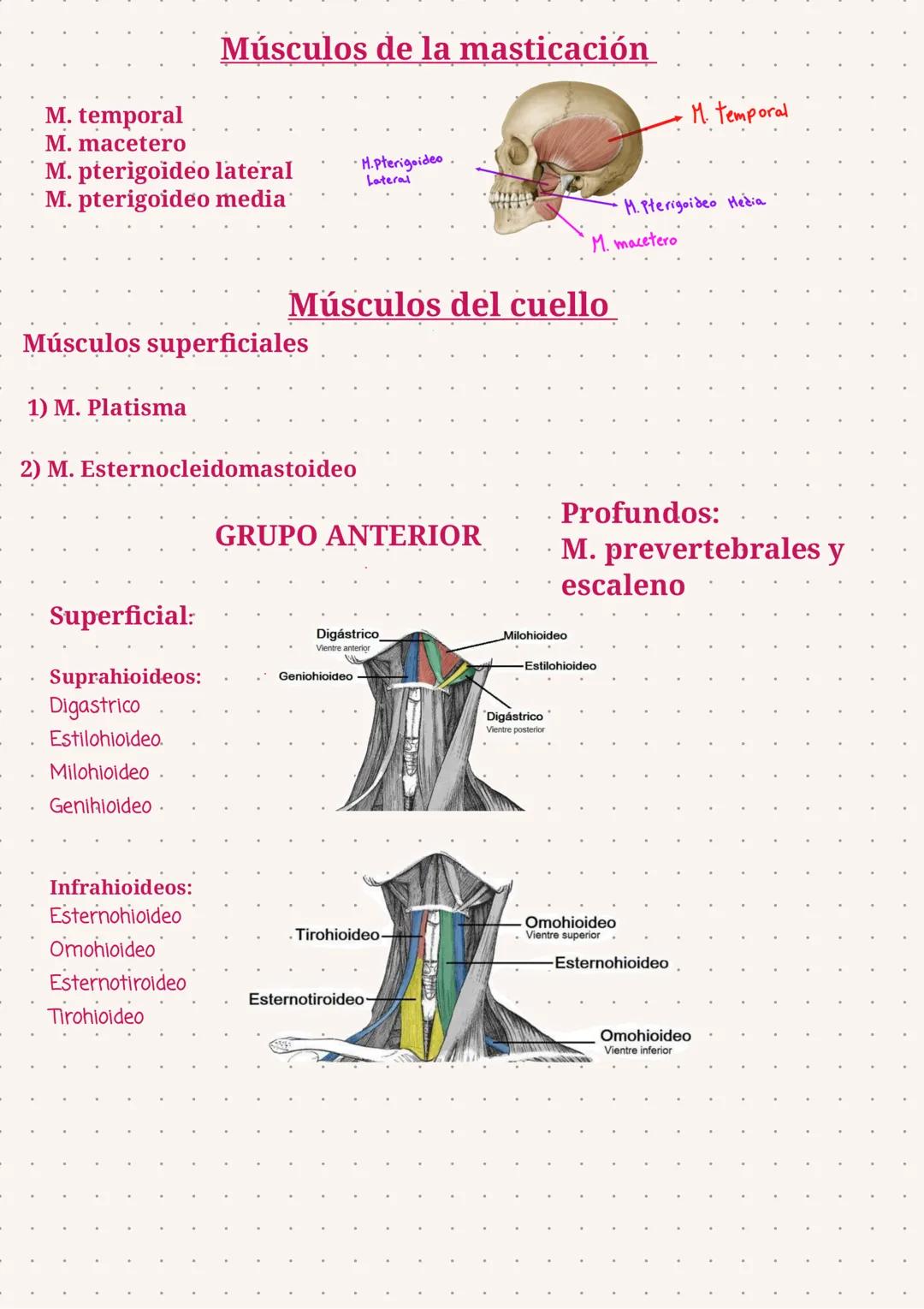 Temario Prueba
* Miologia
*Los sentidos (oido, lengua, piel, ojos y nariz
*Sistema Nervioso
Miologia: Cara y Cuello
Se ubican:
cara anterior