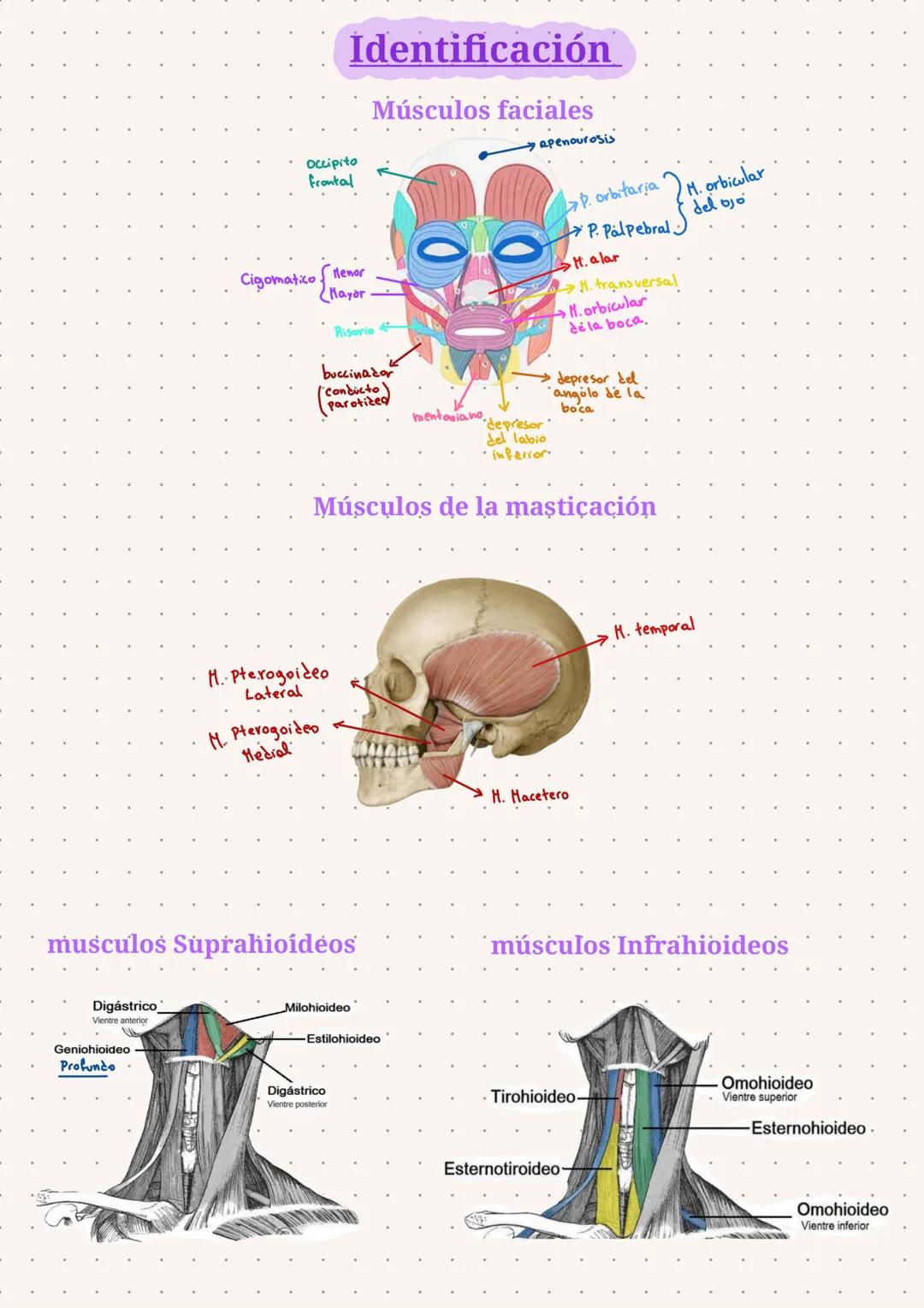 Occipito
Frontal
Cigomatico
llenor
Mayor
Risorio
Identificación
buccinador
(conducto)
Parotiteg
mentosiano
depresor
del labio
·inferior.
Mús