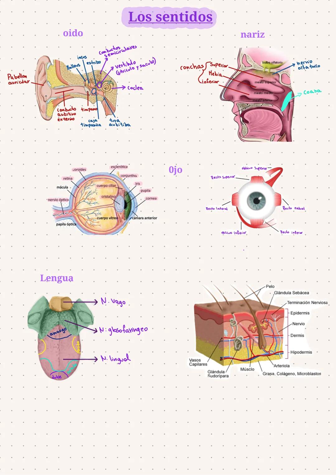 Occipito
Frontal
Cigomatico
llenor
Mayor
Risorio
Identificación
buccinador
(conducto)
Parotiteg
mentosiano
depresor
del labio
·inferior.
Mús