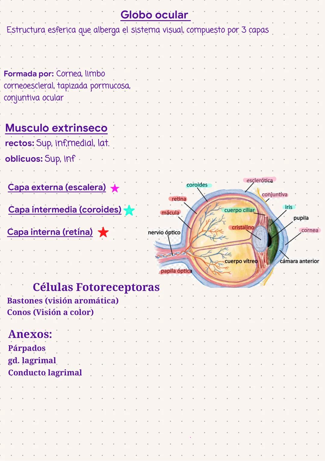 Olfato
Los Sentidos
Ubicacion: EN las cavidades nasales
Membrana Mucosa
Recubre las cavidades
2 tipos:
Olfatoria: Concha nasal Superior (arr