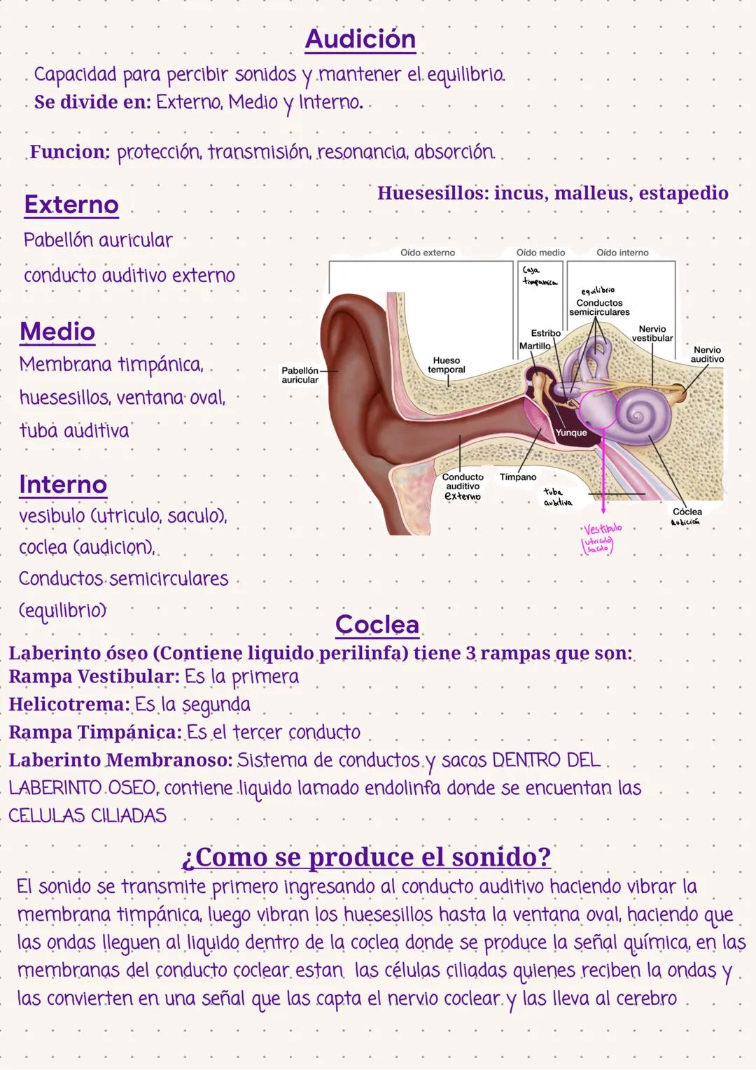 Olfato
Los Sentidos
Ubicacion: EN las cavidades nasales
Membrana Mucosa
Recubre las cavidades
2 tipos:
Olfatoria: Concha nasal Superior (arr