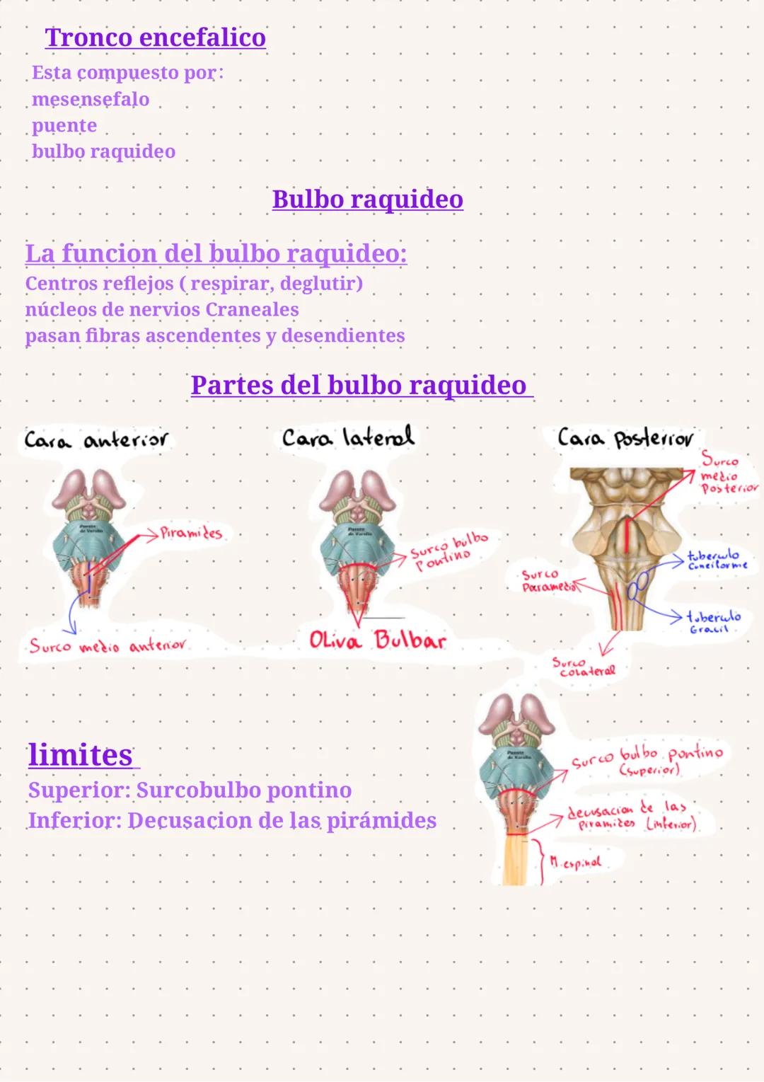 Sistema Nervioso
Se organizan en 3 sistemas:
Encefalo
Medulan
espinal
Cerebro
cerebelo
tronco encefalico
S.N
- central:
S.N
Nervios Craneale
