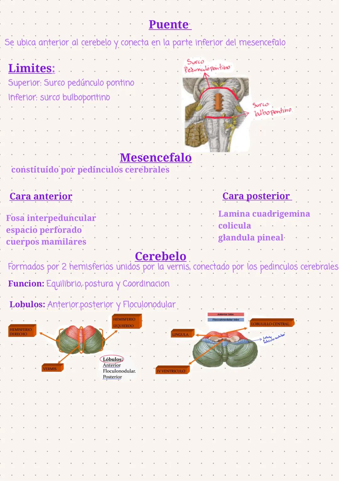 Sistema Nervioso
Se organizan en 3 sistemas:
Encefalo
Medulan
espinal
Cerebro
cerebelo
tronco encefalico
S.N
- central:
S.N
Nervios Craneale