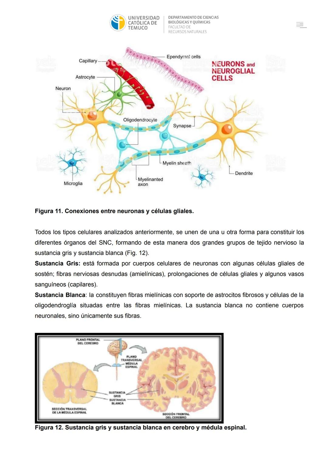 Contenidos
BIOLOGÍA
CELULAR
MATERIAL
COMPLEMEN
TARIO
LABORATORI
O: TEJIDOS
CELULARES
❖ INTRODUCCIÓN
TEJIDOS
ANIMALES
TEJIDO EPITELIAL
❖TEJID