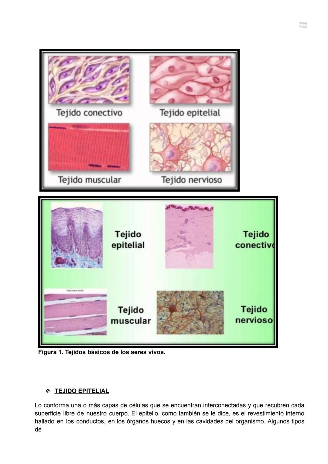 Contenidos
BIOLOGÍA
CELULAR
MATERIAL
COMPLEMEN
TARIO
LABORATORI
O: TEJIDOS
CELULARES
❖ INTRODUCCIÓN
TEJIDOS
ANIMALES
TEJIDO EPITELIAL
❖TEJID