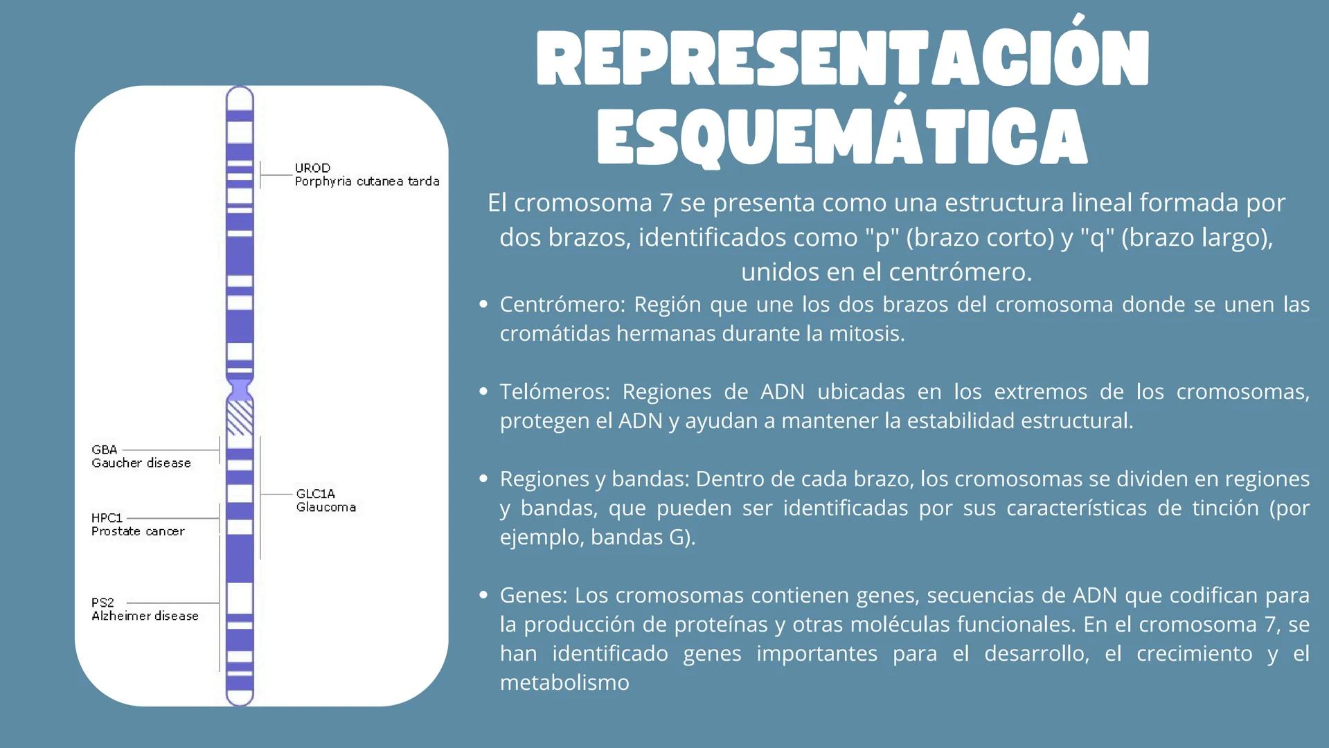# CROMOSOMA
7
Matilda seguel
3°M GBA
Gaucher disease.
HPC1
Prostate cancer
PS2
Alzheimer disease
UROD
Porphyria cutanea tarda
GLC1A
Glauc