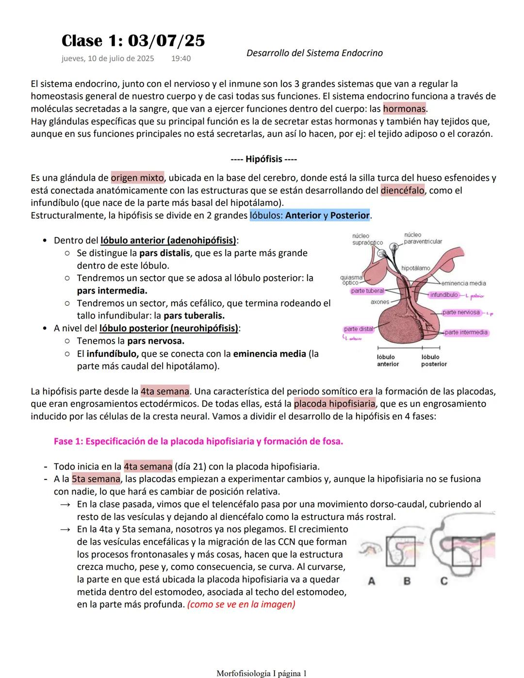Desarrollo del sistema endocrino