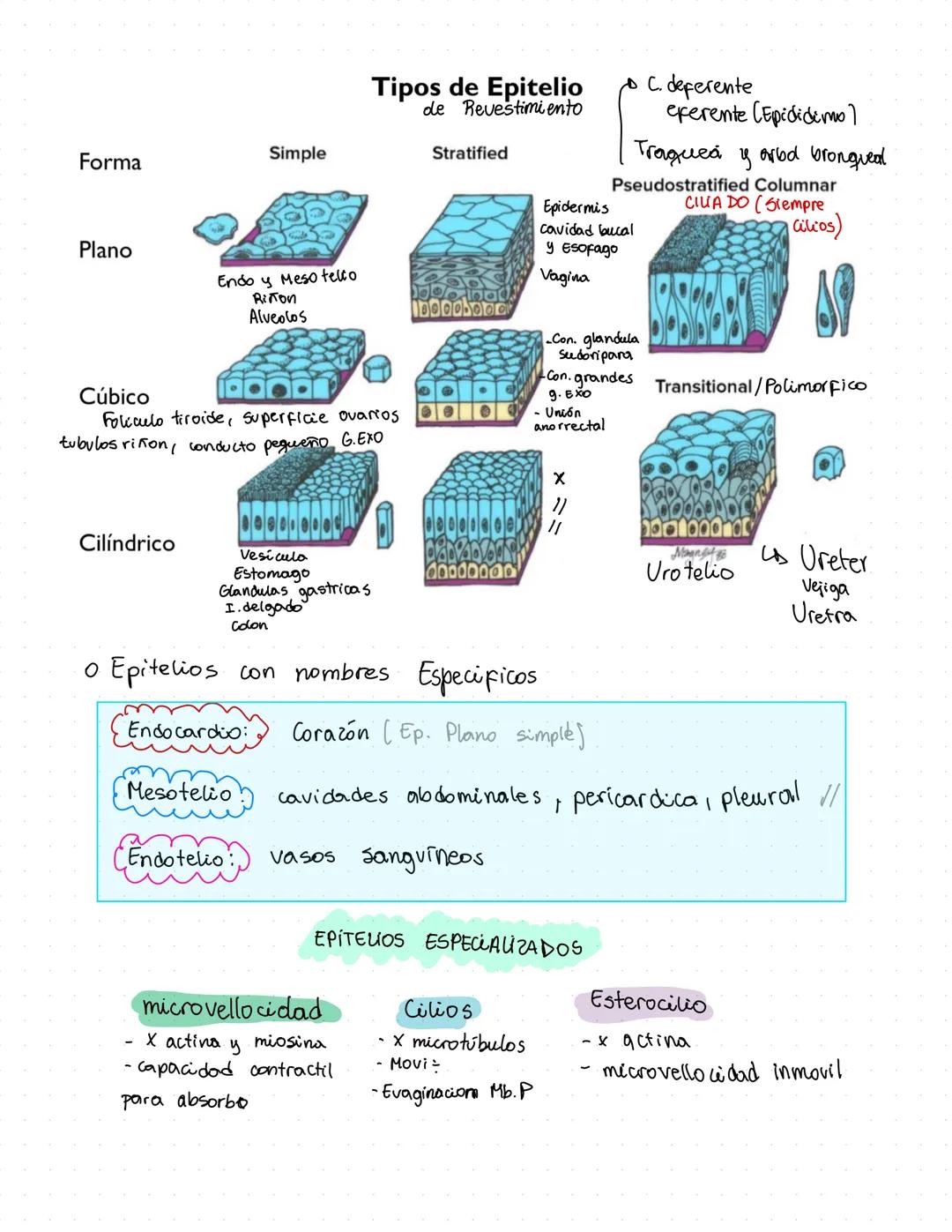 Histología Clase 2
tejido epitelial
Se une
a
Receptora ooo oo
neurona
L'especiali
Ado
Protección Mecánica:
Transporte: Movi Ciciar
Absorbció