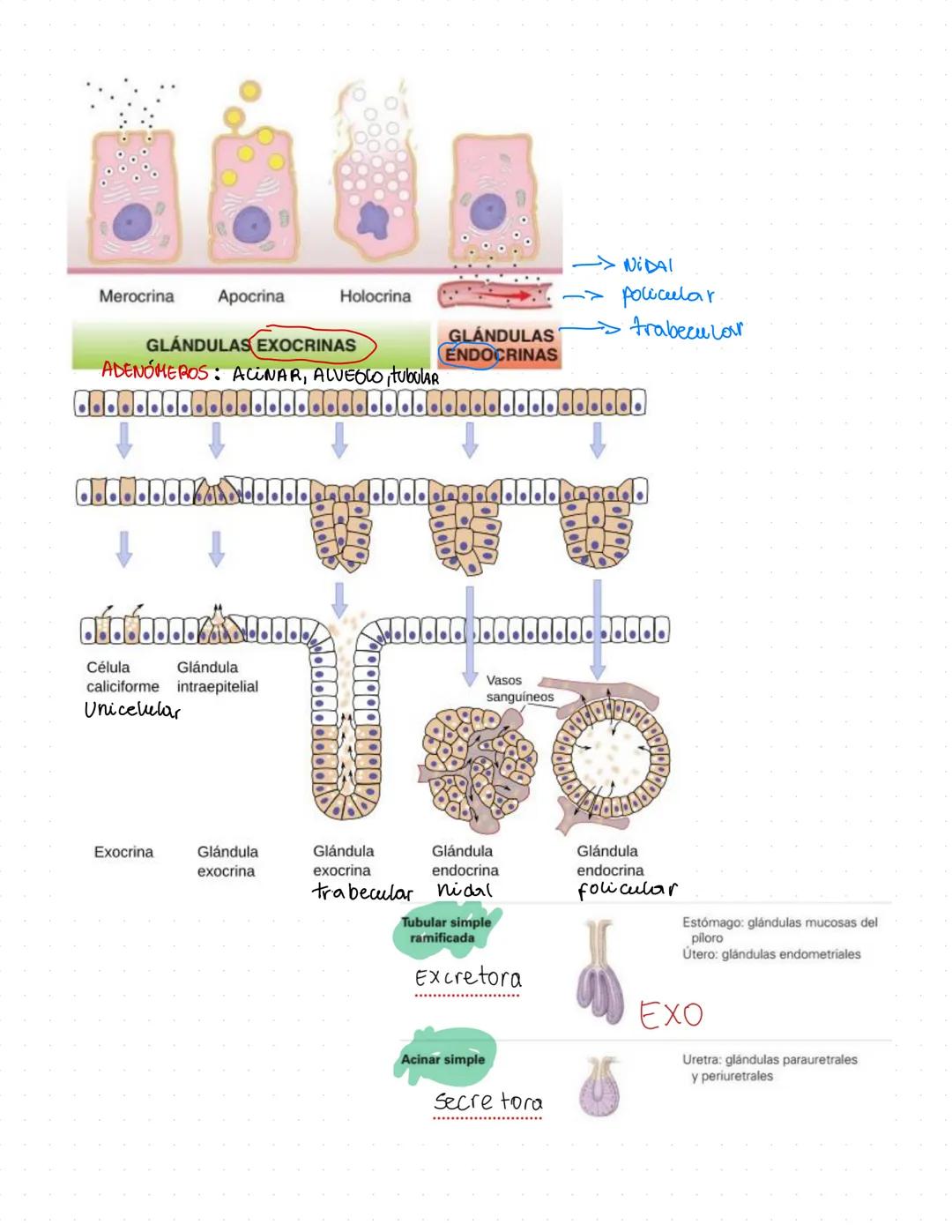 Histología Clase 2
tejido epitelial
Se une
a
Receptora ooo oo
neurona
L'especiali
Ado
Protección Mecánica:
Transporte: Movi Ciciar
Absorbció