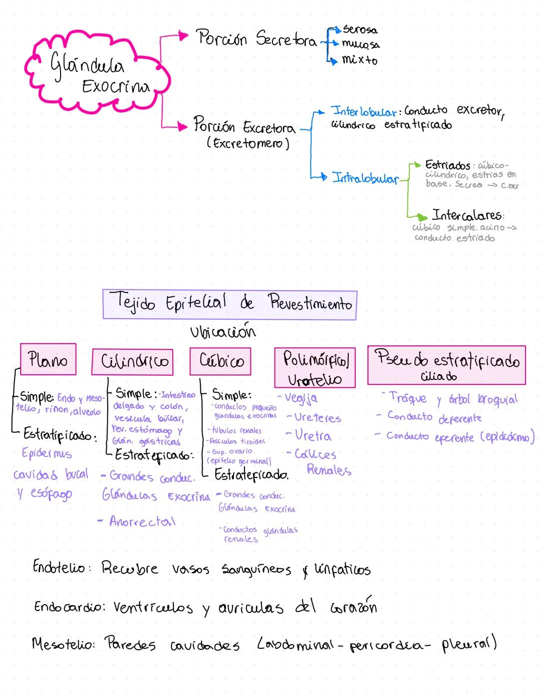 Histología Clase 2
tejido epitelial
Se une
a
Receptora ooo oo
neurona
L'especiali
Ado
Protección Mecánica:
Transporte: Movi Ciciar
Absorbció