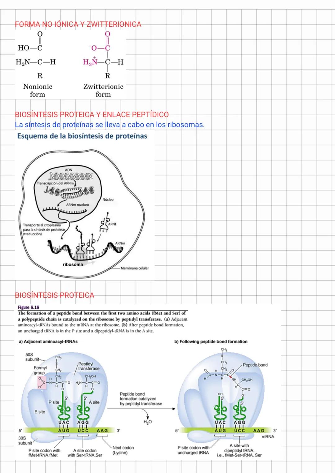 Aminoácidos y Péptidos
ESTRUCTURA
COO
GRUPO
H_{3}N^{+}-C-H
GRUPO
CARBOXILO
R
CADENA LATERAL
VARIABLE EN CADA UNO
DE LOS AMINOÁCIDOS
La caden
