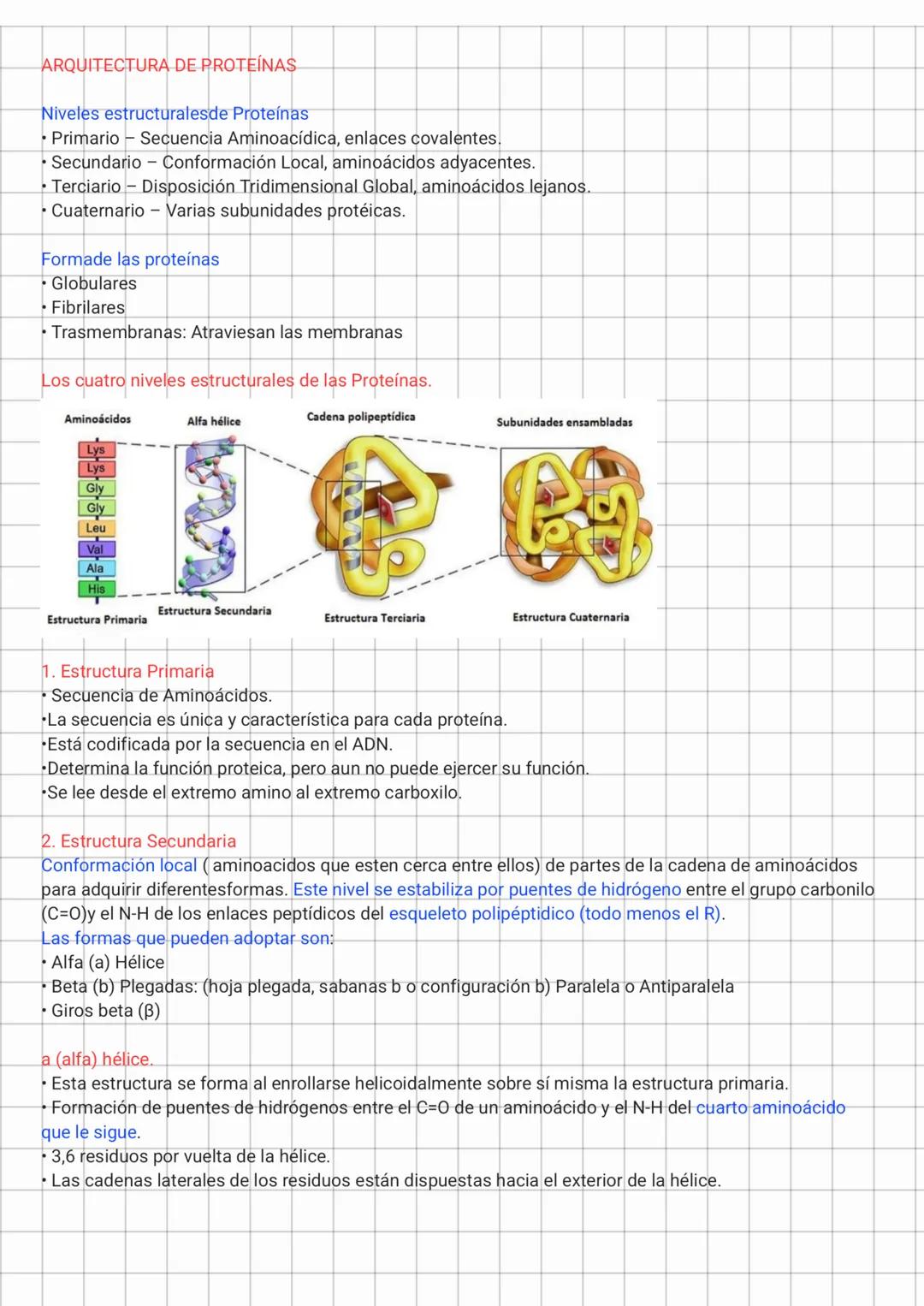 ARQUITECTURA DE PROTEÍNAS
Niveles estructuralesde Proteínas
• Primario - Secuencia Aminoacídica, enlaces covalentes.
• Secundario - Conforma